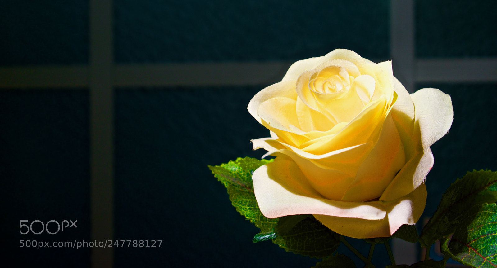Nikon D5600 sample photo. Who trust me photography
