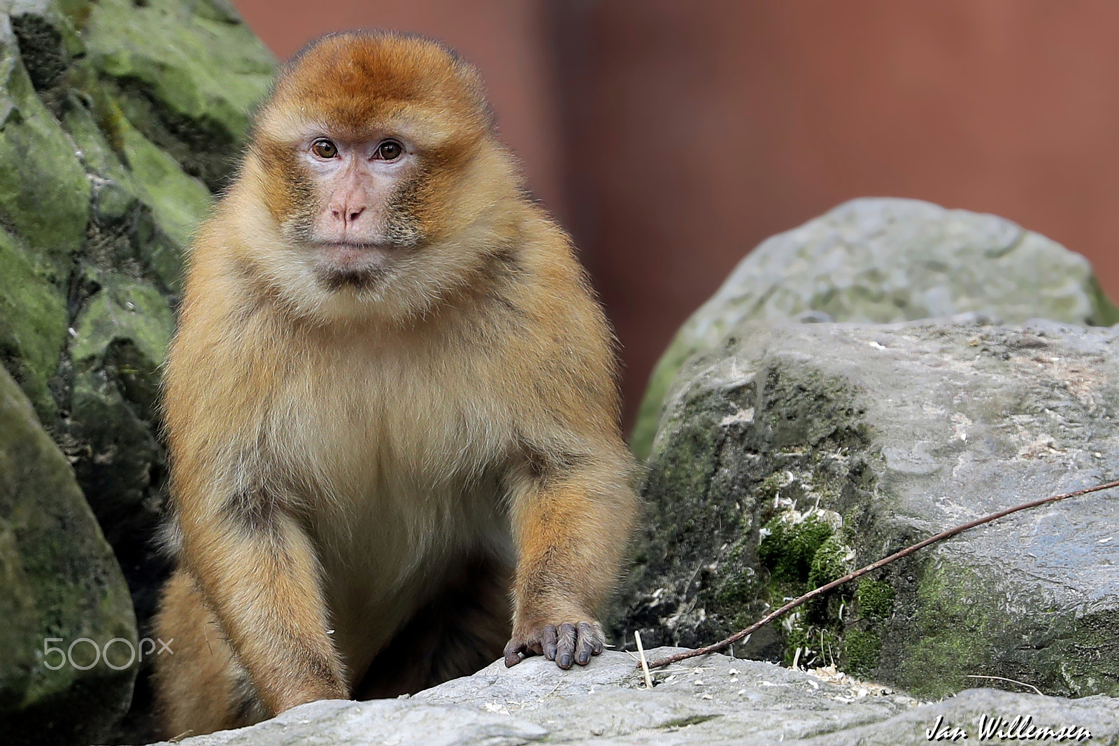 Canon EF 300mm F2.8L IS II USM sample photo. Barbary macaque photography