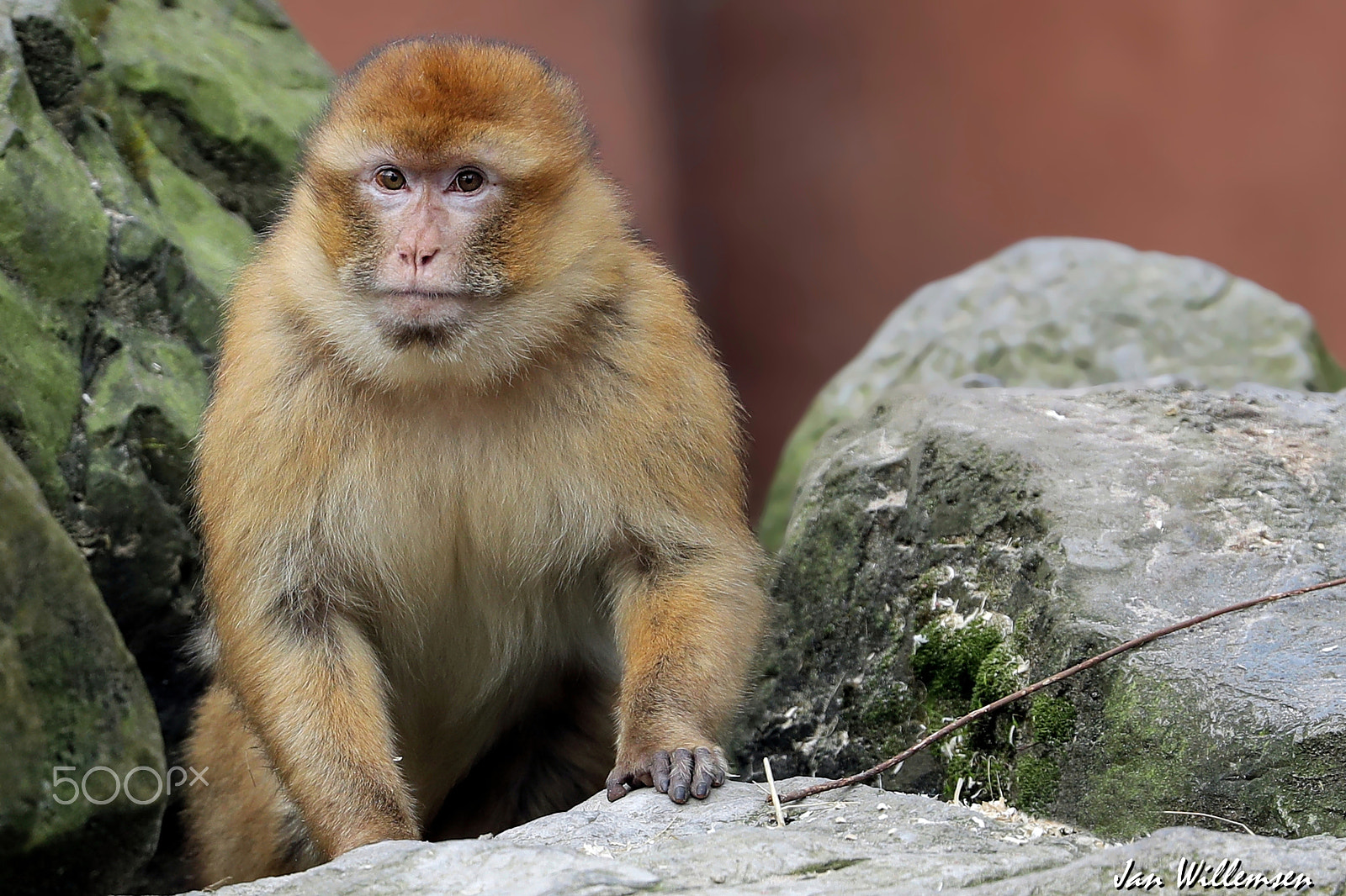 Canon EOS-1D X Mark II + Canon EF 300mm F2.8L IS II USM sample photo. Barbary macaque photography