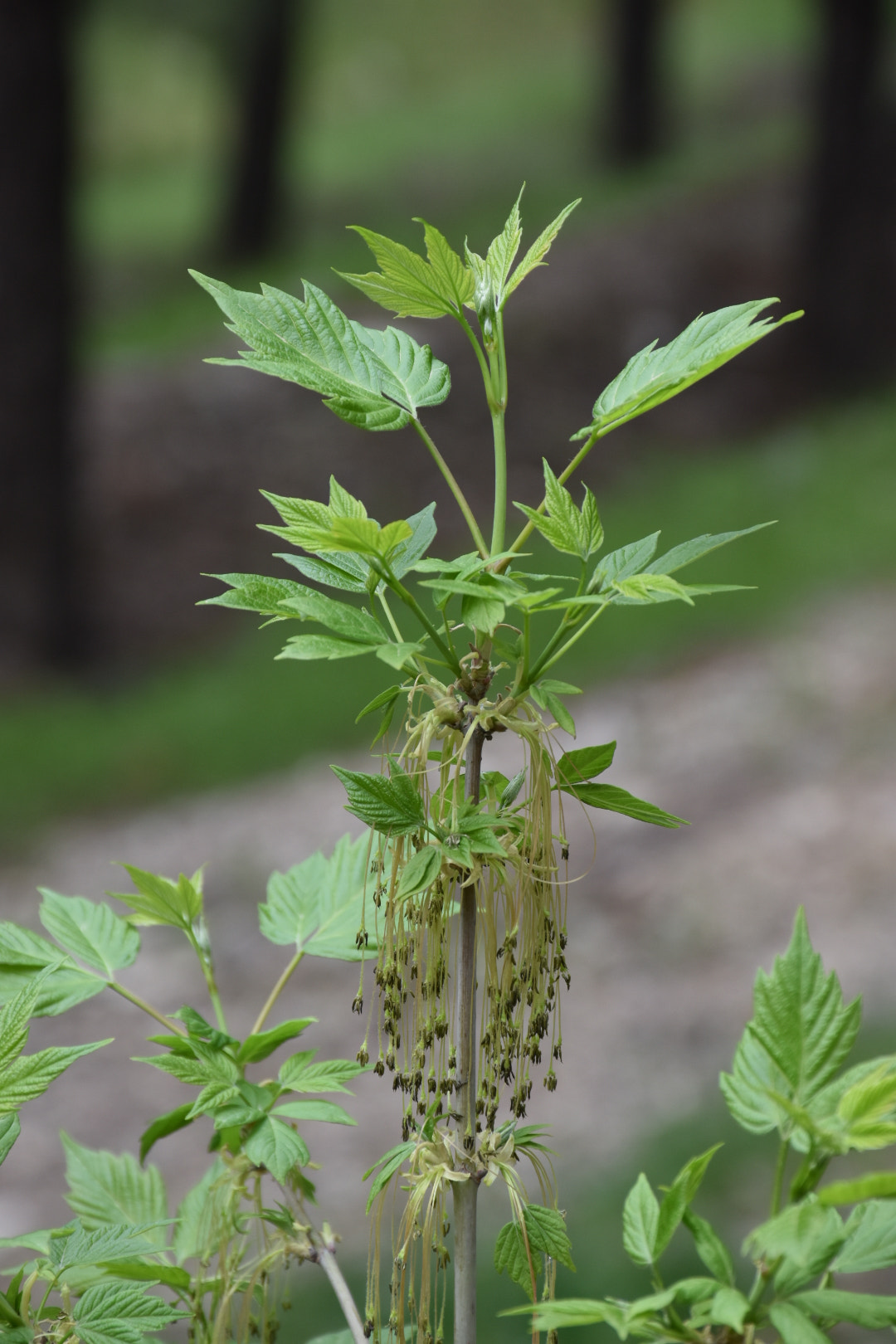 Nikon D5500 sample photo