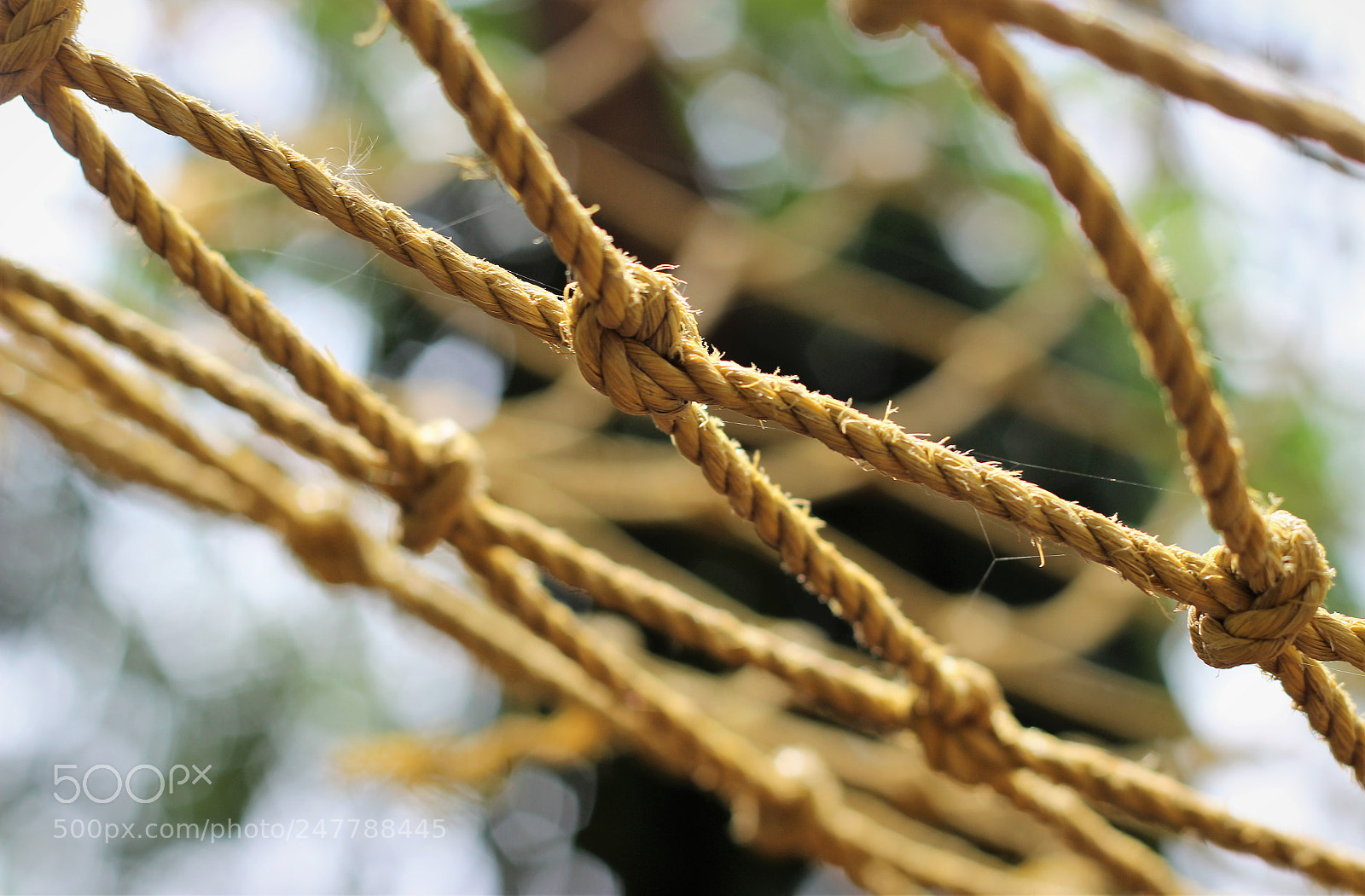 Canon EOS 600D (Rebel EOS T3i / EOS Kiss X5) sample photo. Knotted photography