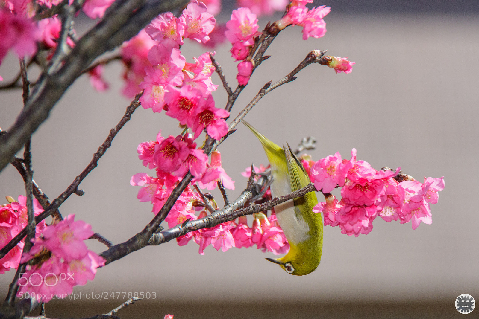 Canon EOS 7D Mark II sample photo. Untitled photography