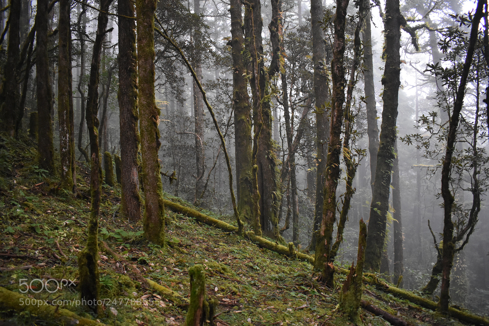 Nikon D5500 sample photo. Lime wood photography