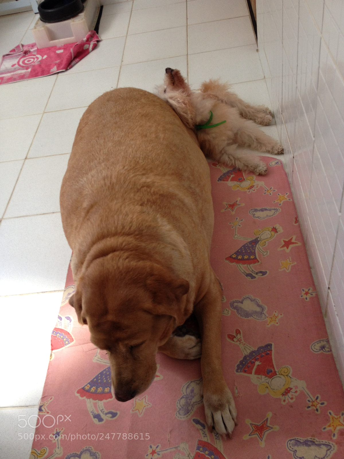 Apple iPhone 4S sample photo. Pet dogs photography