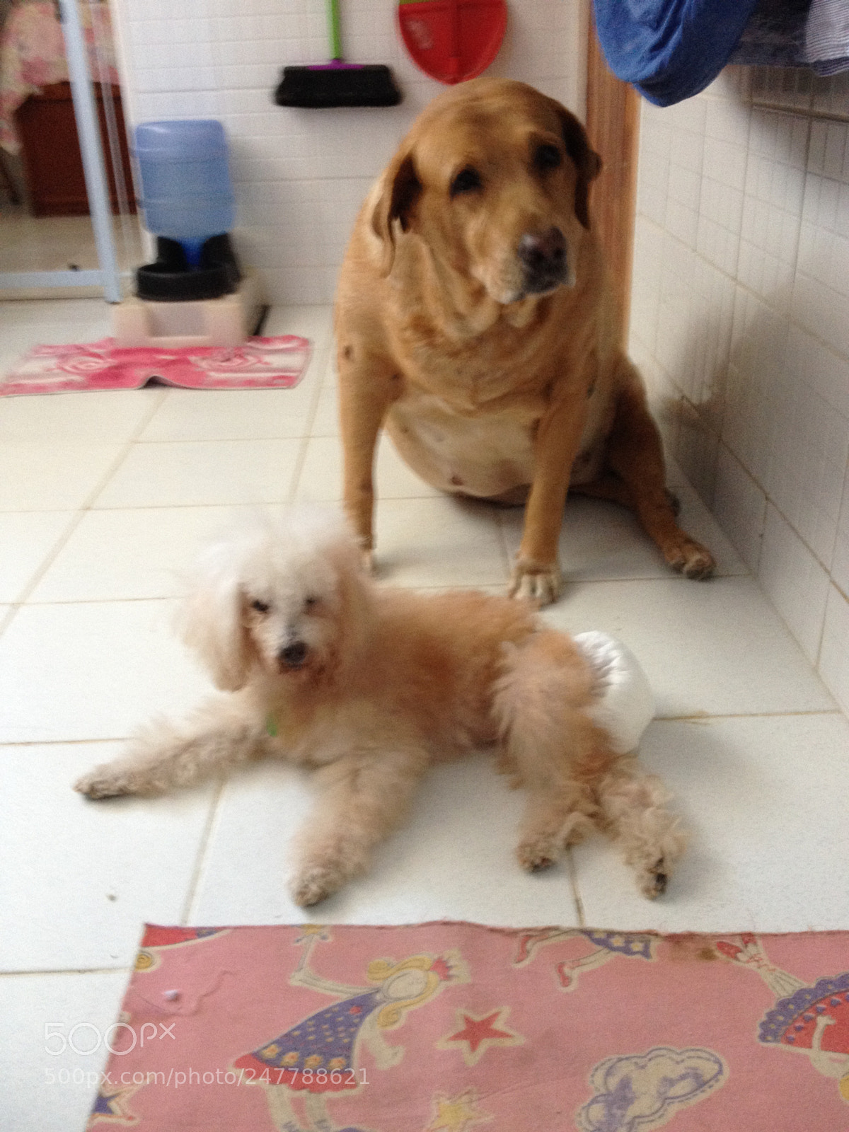 Apple iPhone 4S sample photo. Pet dogs photography