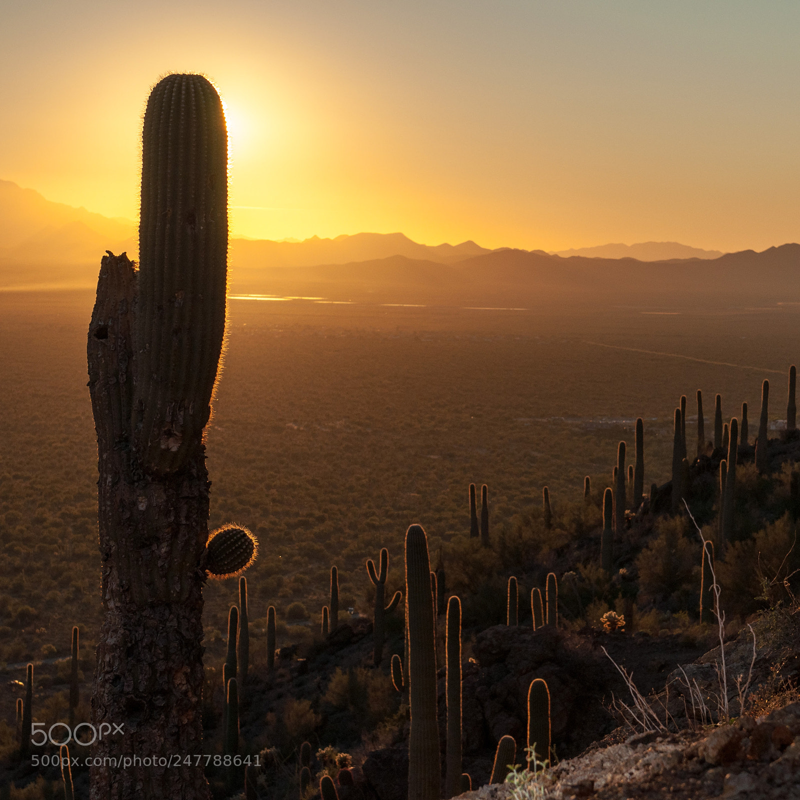 Nikon D90 sample photo. Desert sunsert photography