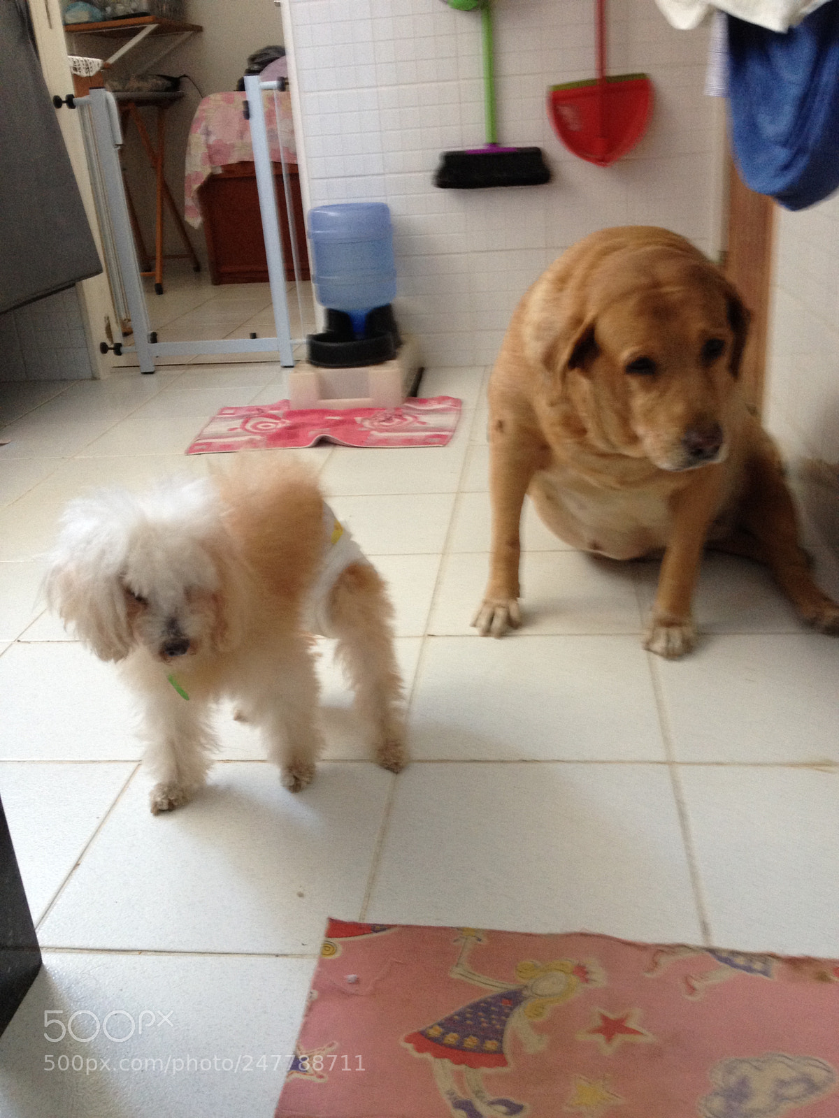 Apple iPhone 4S sample photo. Pet dogs photography