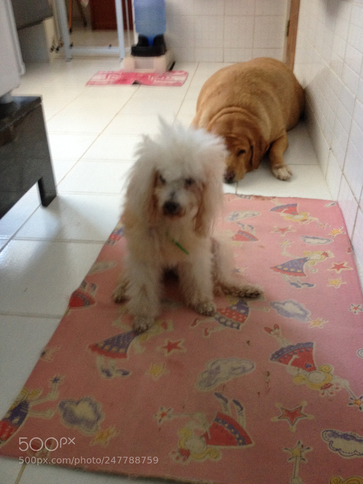 Apple iPhone 4S sample photo. Pet dogs photography