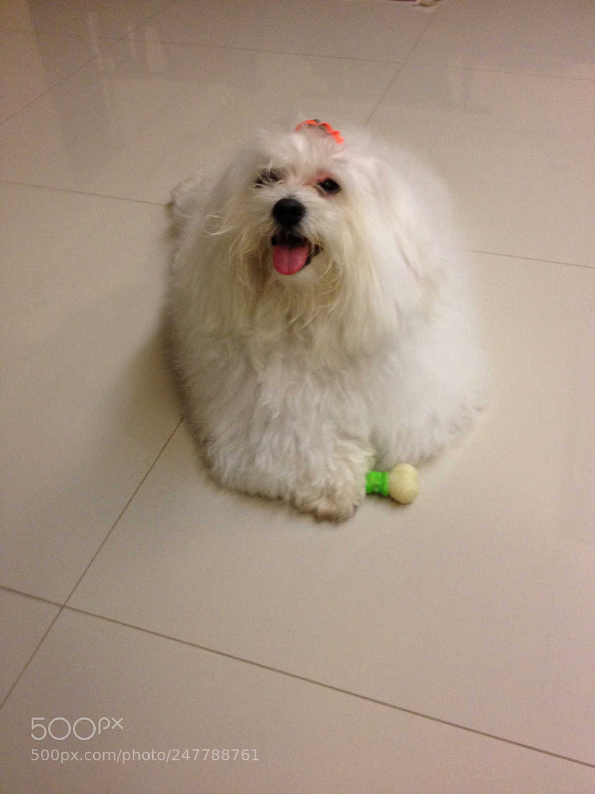 Apple iPhone 4S sample photo. Pet dogs photography