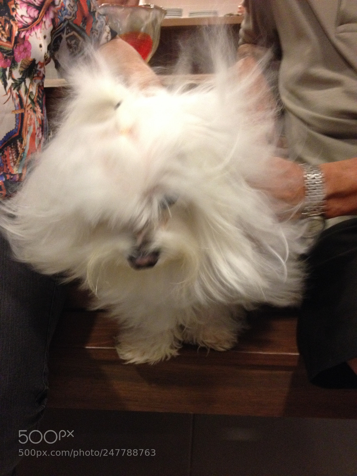 Apple iPhone 4S sample photo. Pet dogs photography