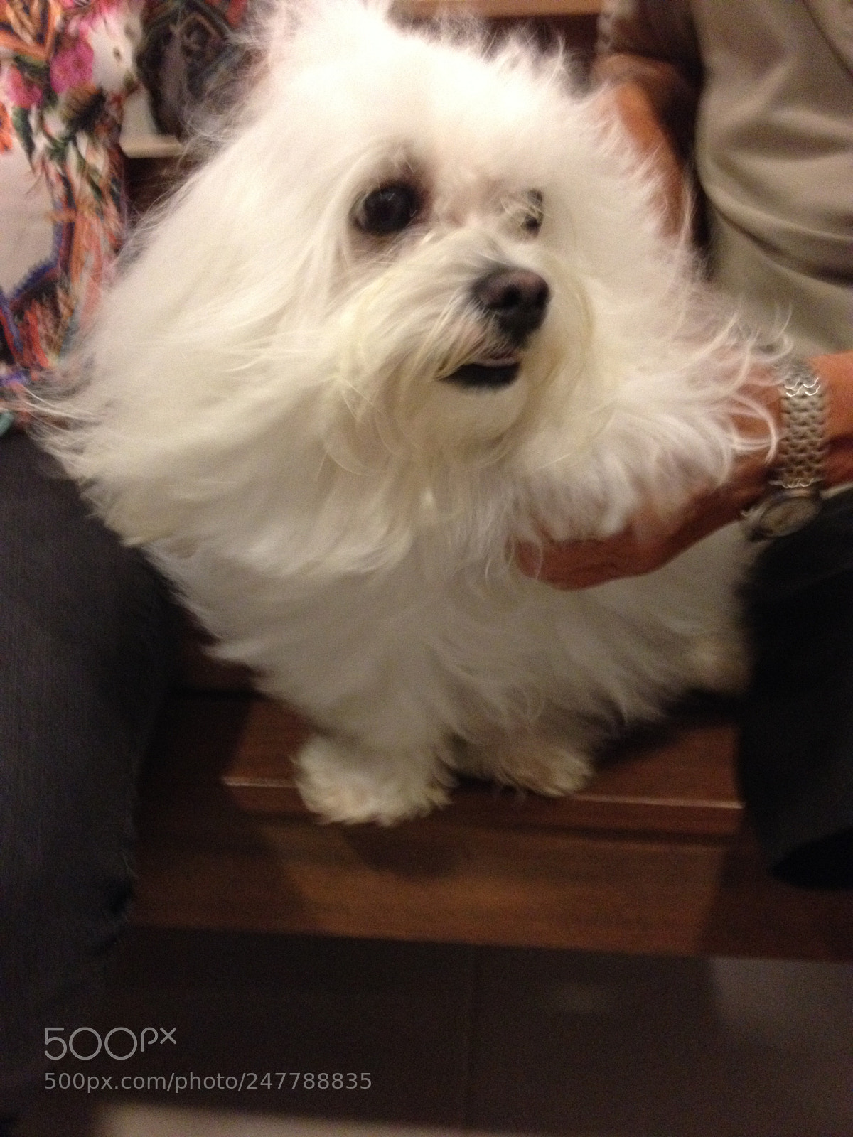 Apple iPhone 4S sample photo. Pet dogs photography