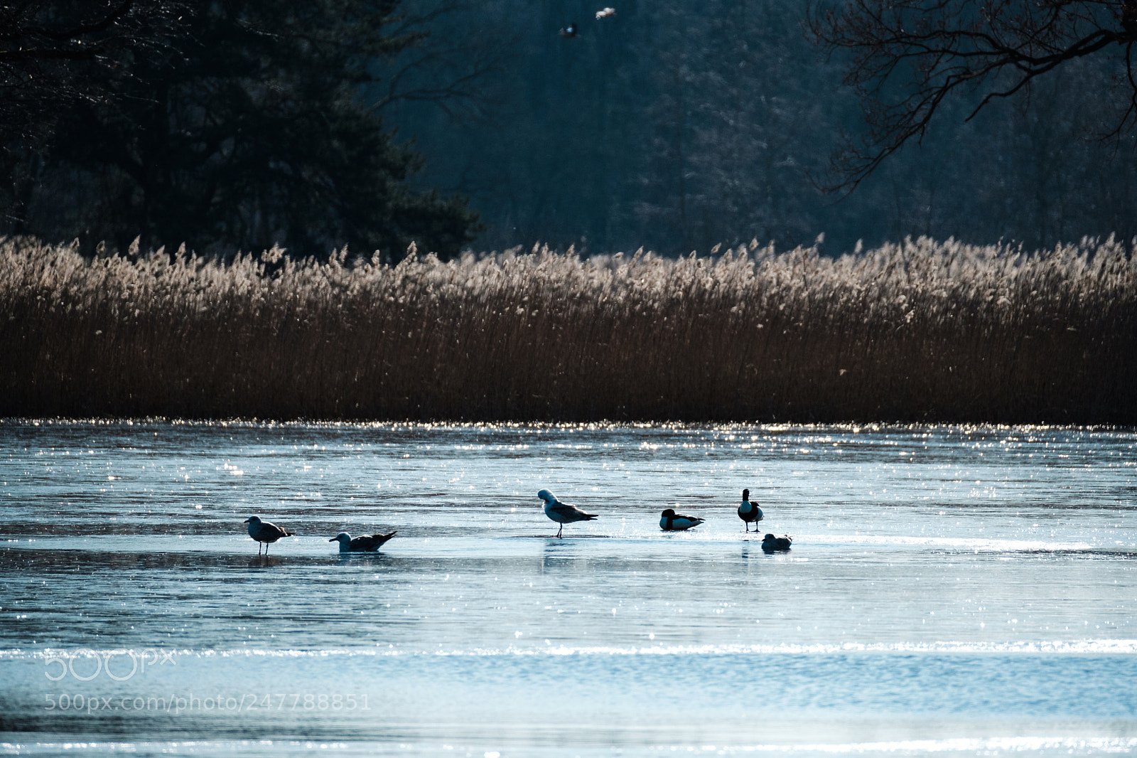 Fujifilm X-T2 sample photo. Cold ice photography