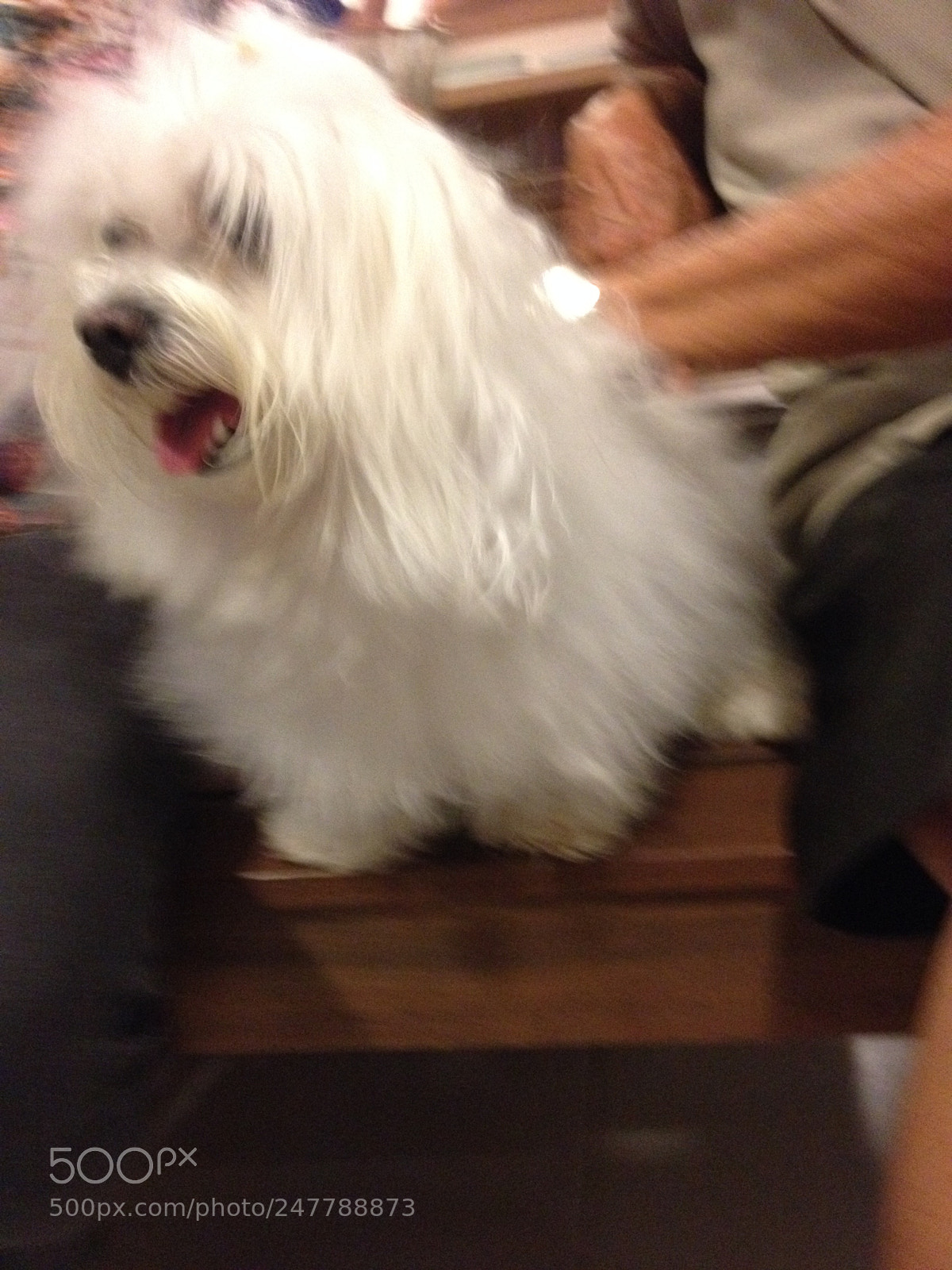 Apple iPhone 4S sample photo. Pet dogs photography