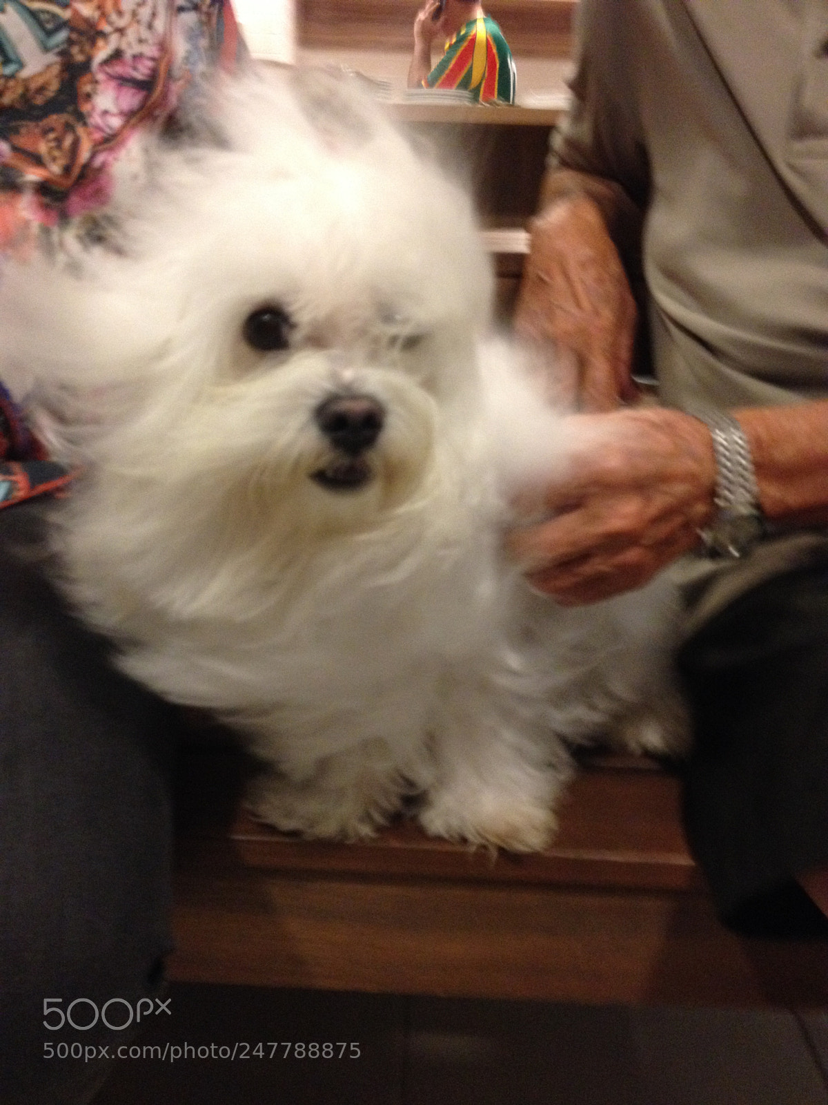 Apple iPhone 4S sample photo. Pet dogs photography