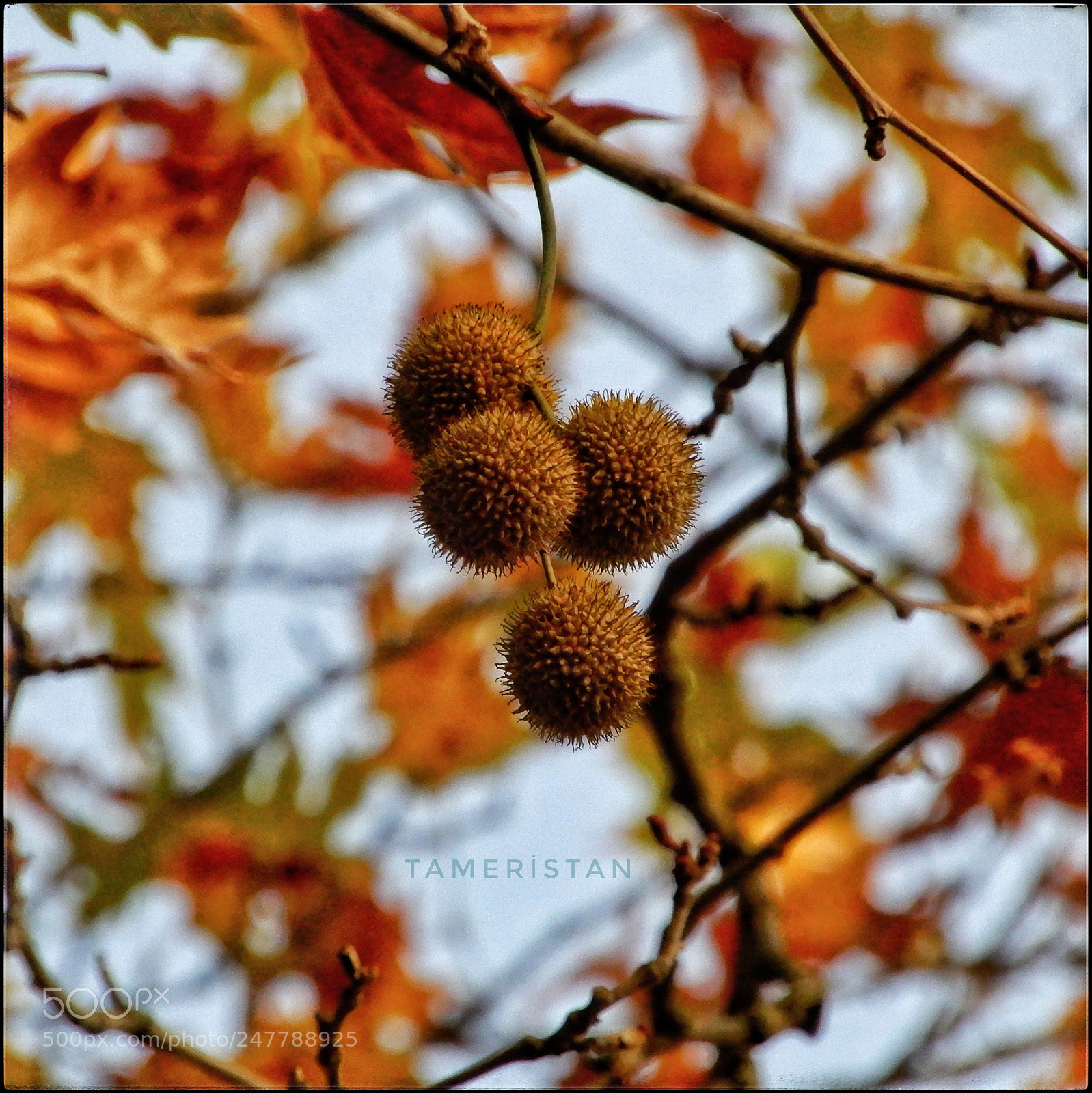 Nikon Coolpix A900 sample photo. Sonbahar renkleri photography