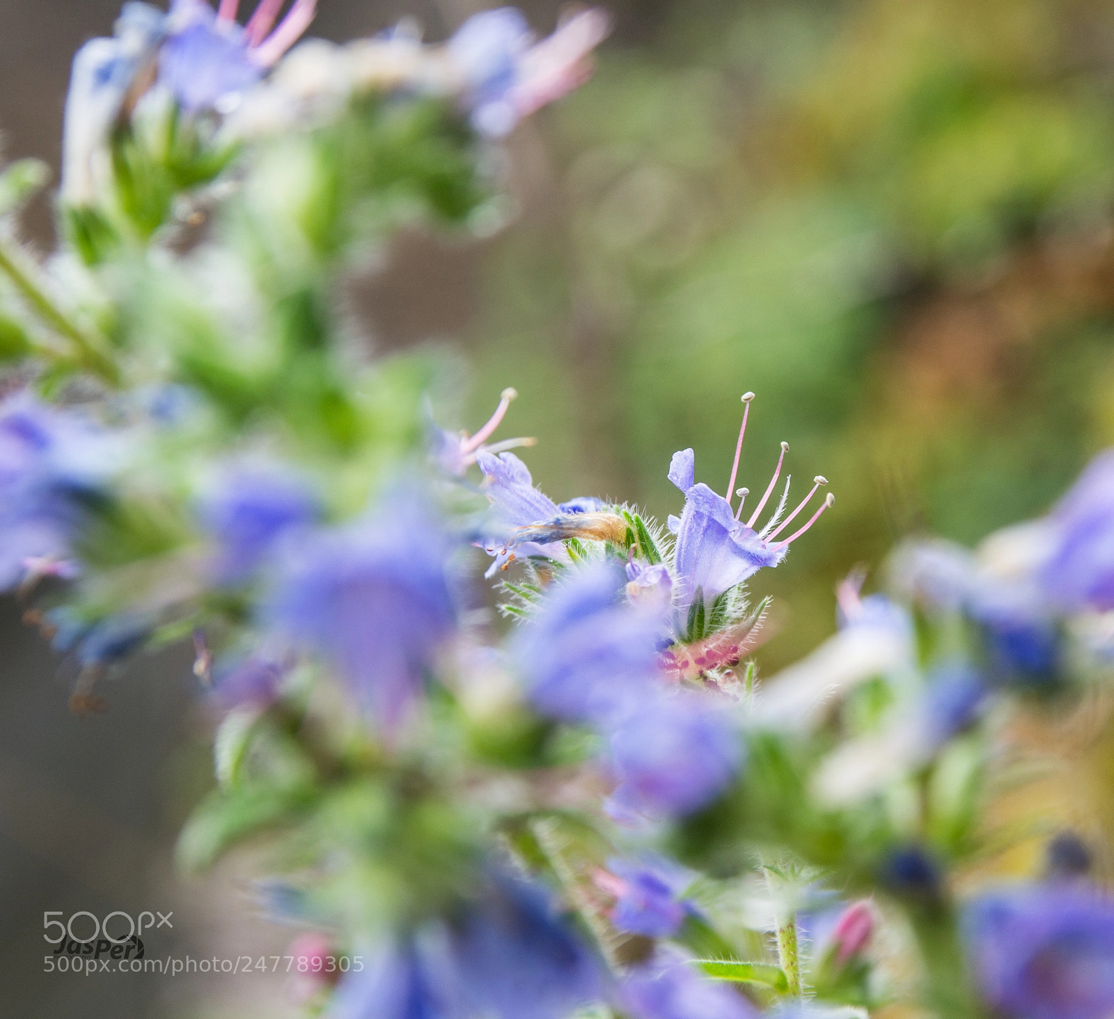 Nikon D3100 sample photo. Flowers photography