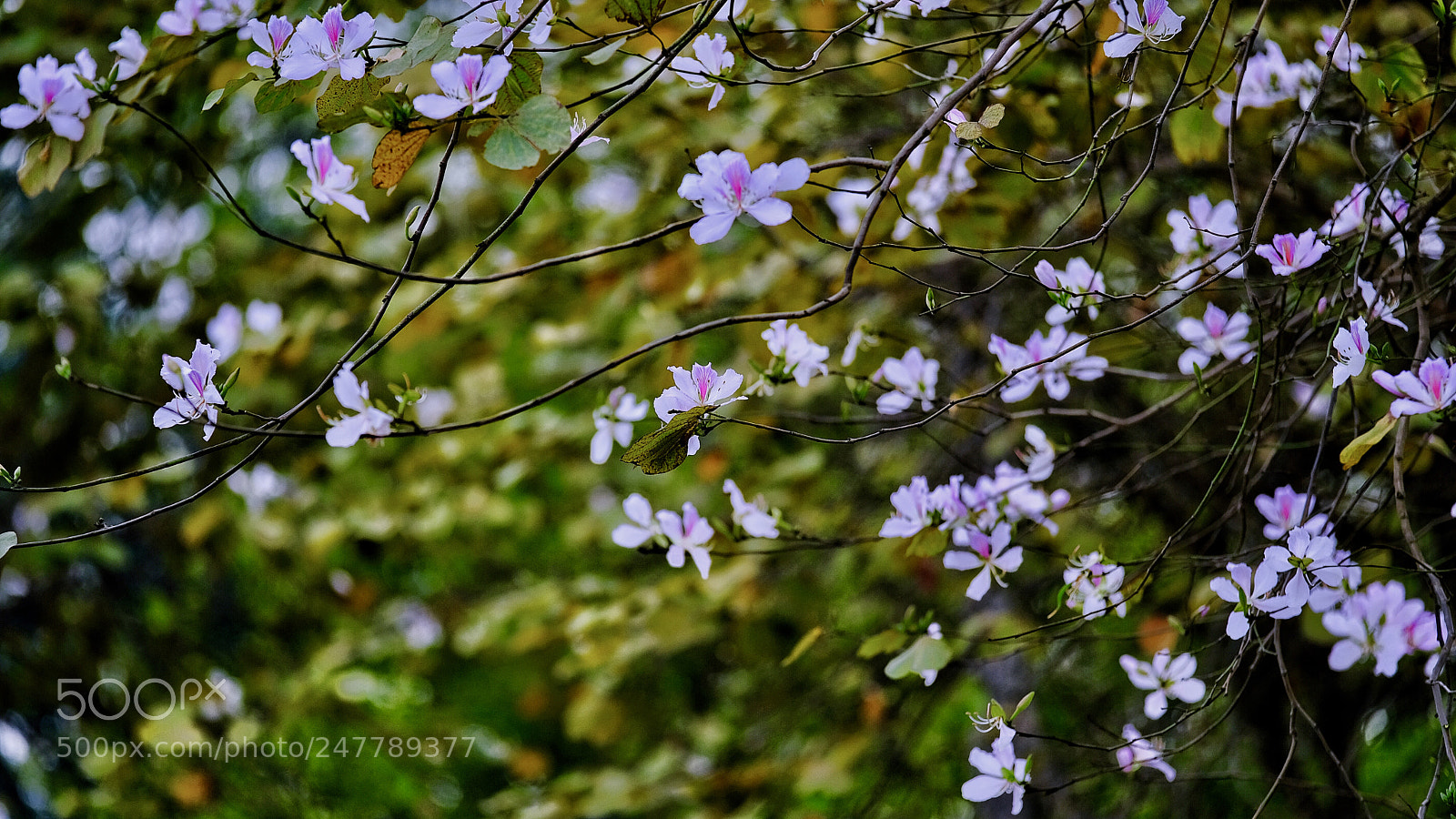 Fujifilm X-T20 sample photo. Untitled photography