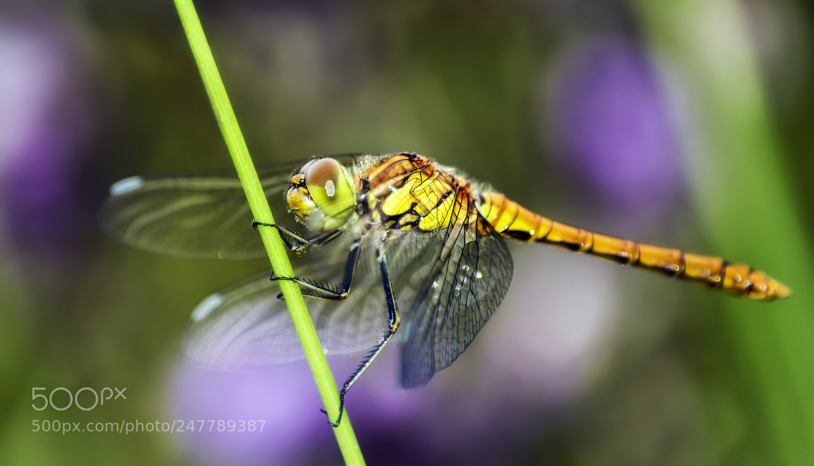 Nikon D7200 sample photo. Sympetrum striolatum ♀ photography