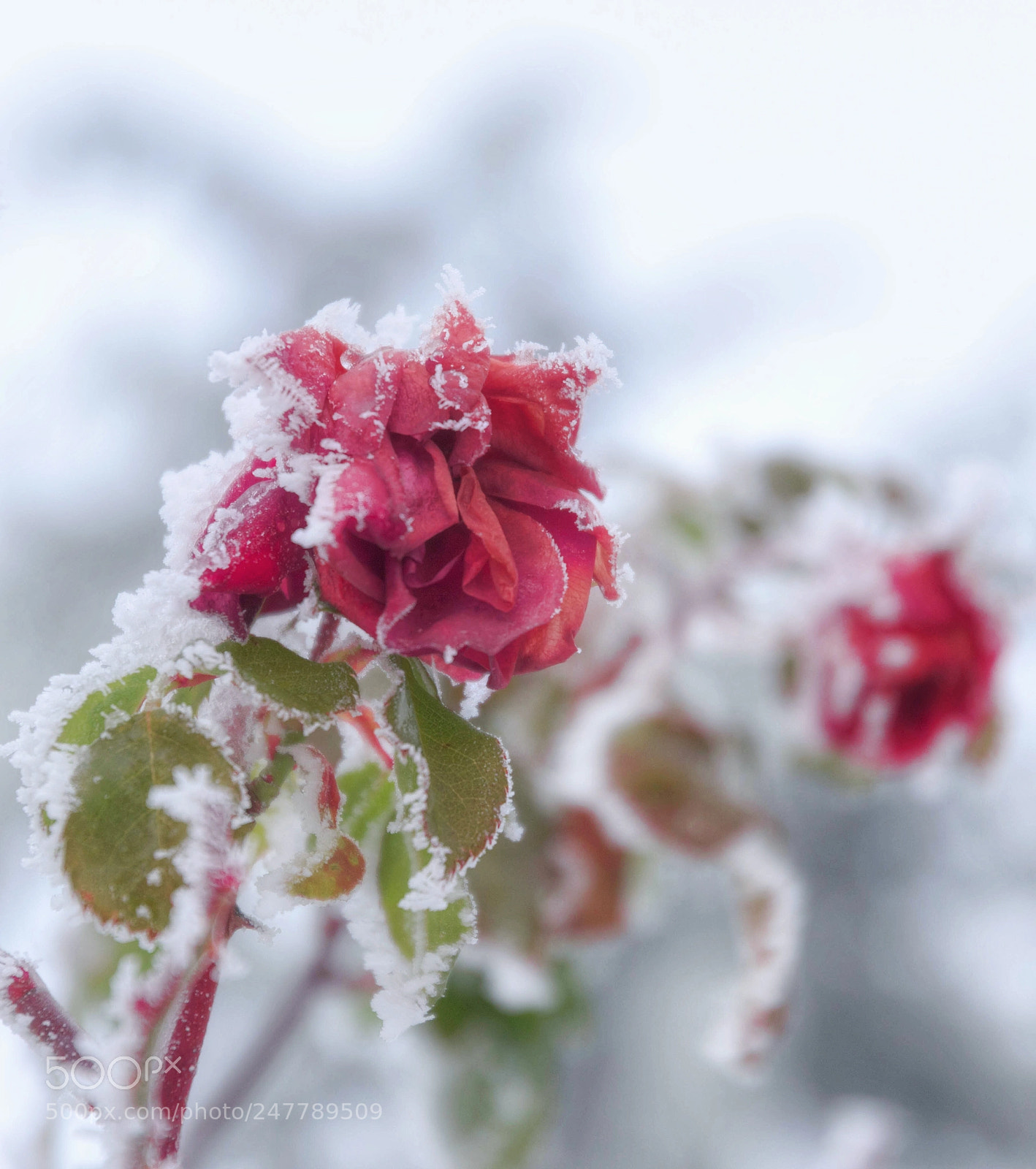 Nikon D7200 sample photo. Winter rose photography