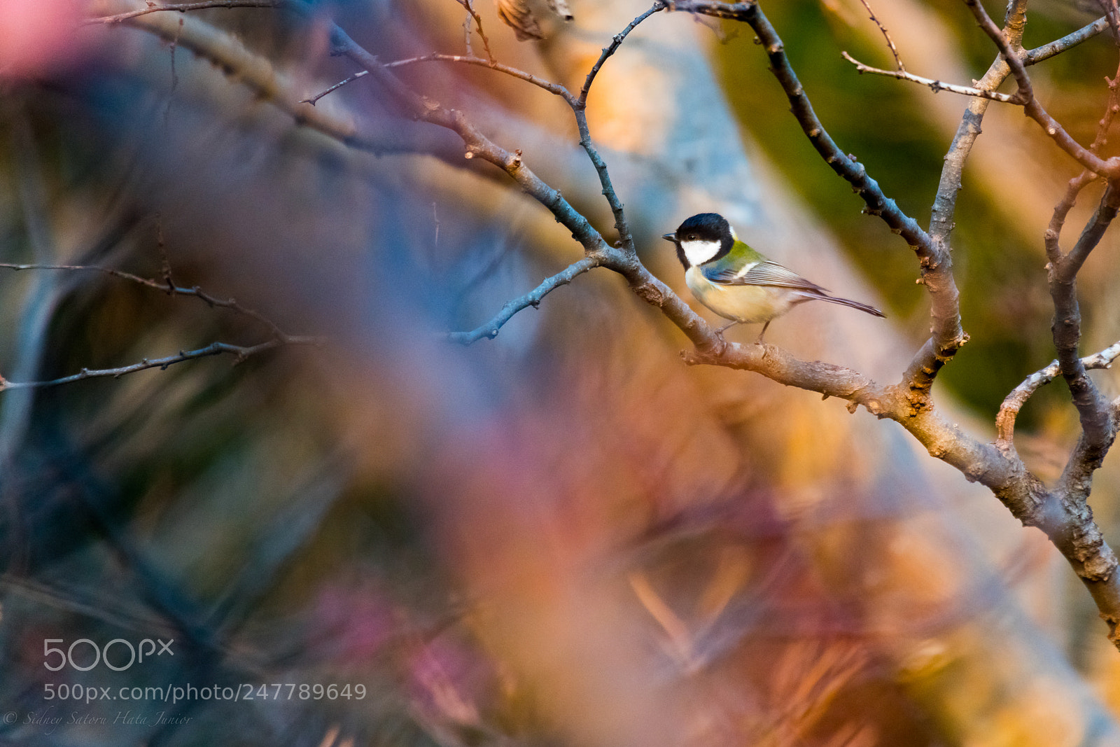 Sony a7R III sample photo. Bird and sakura photography