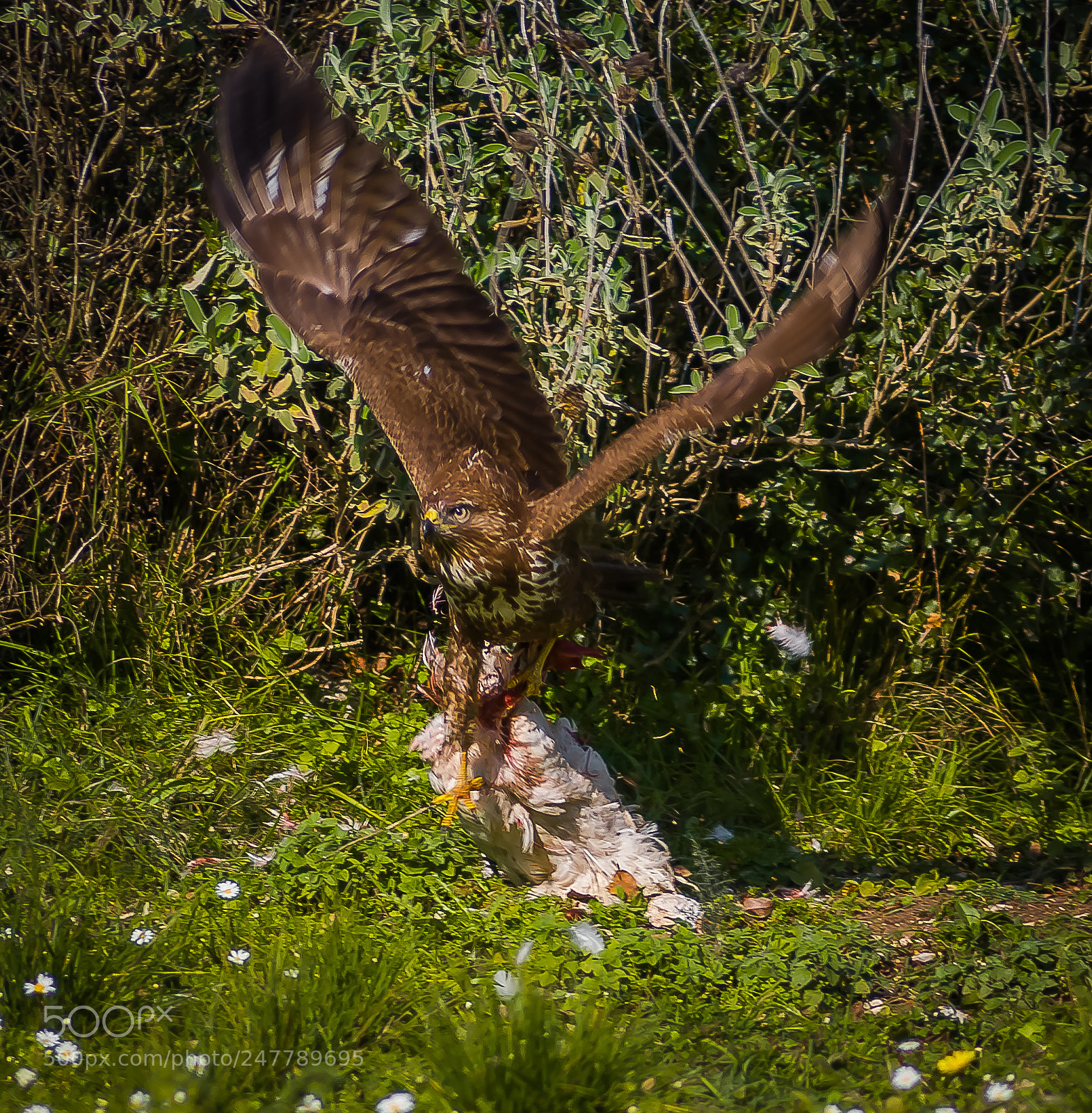 Nikon D80 sample photo. Buzzard 1 - chicken 0 photography