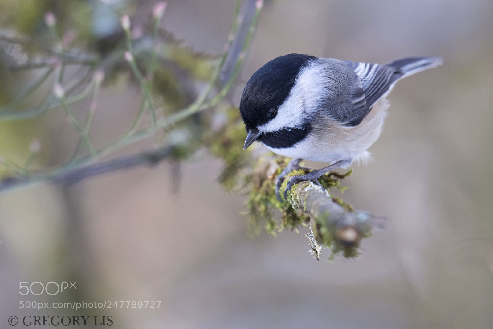 Nikon D810 sample photo. Black-capped chickadee photography