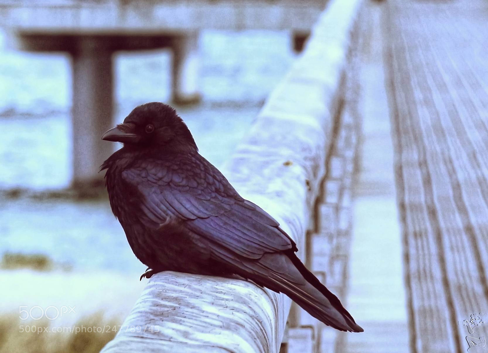 Canon EOS 650D (EOS Rebel T4i / EOS Kiss X6i) sample photo. Young raven photography