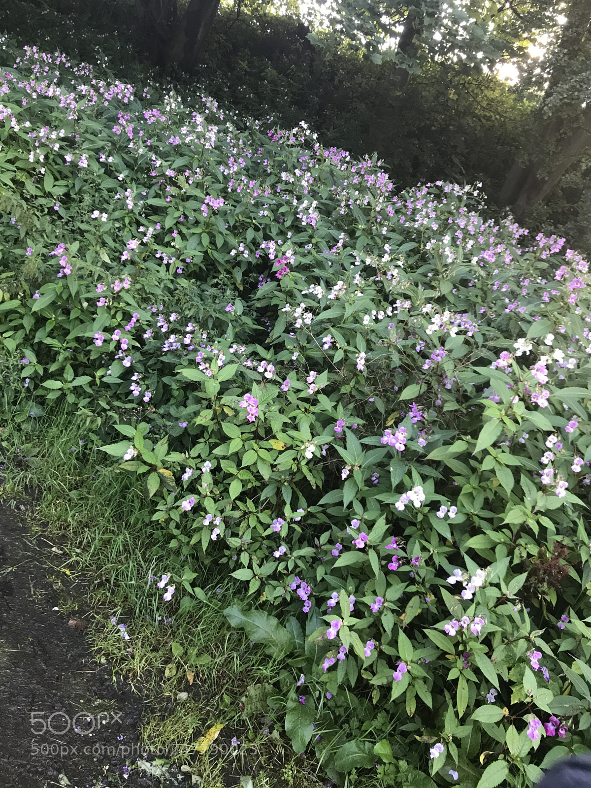 Apple iPhone 7 sample photo. Flower bush photography