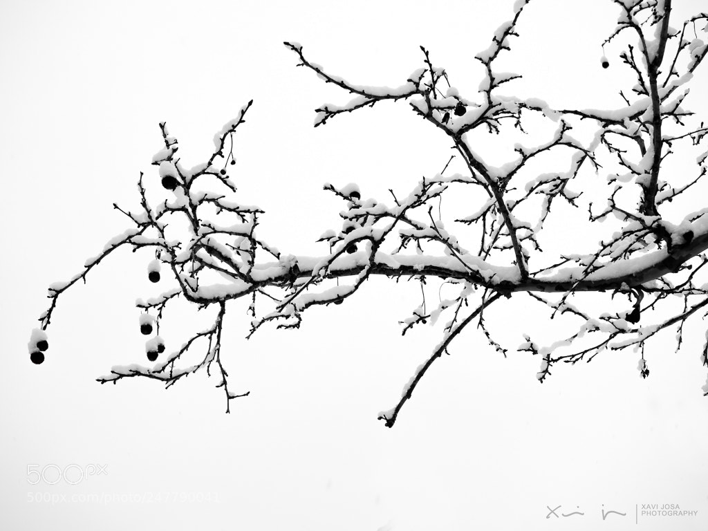 Olympus OM-D E-M1 Mark II sample photo. B&w branches.. photography