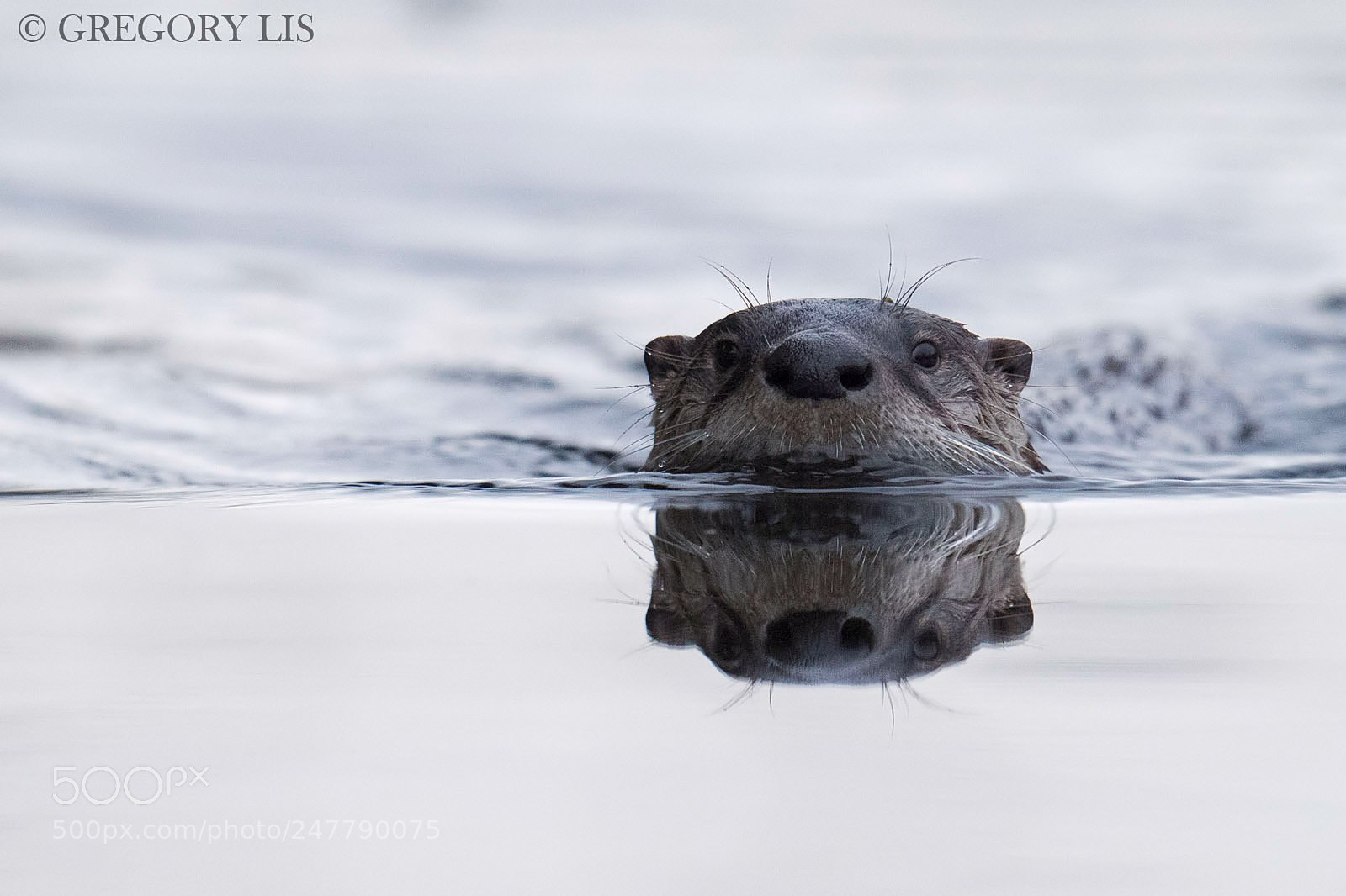 Nikon D810 sample photo. North american river otter photography