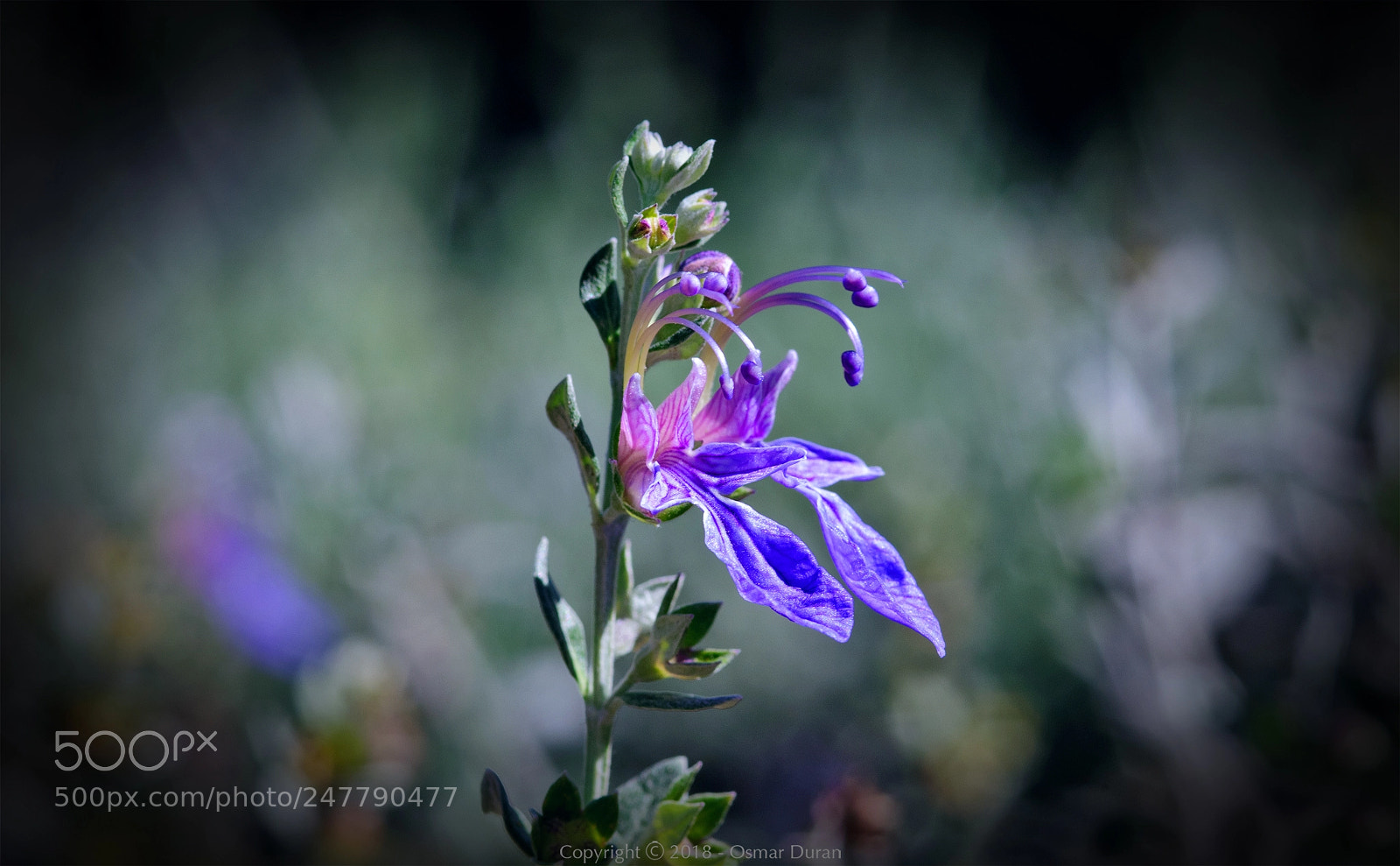 Nikon D300 sample photo. Bush germander (teucrium fruticans) photography
