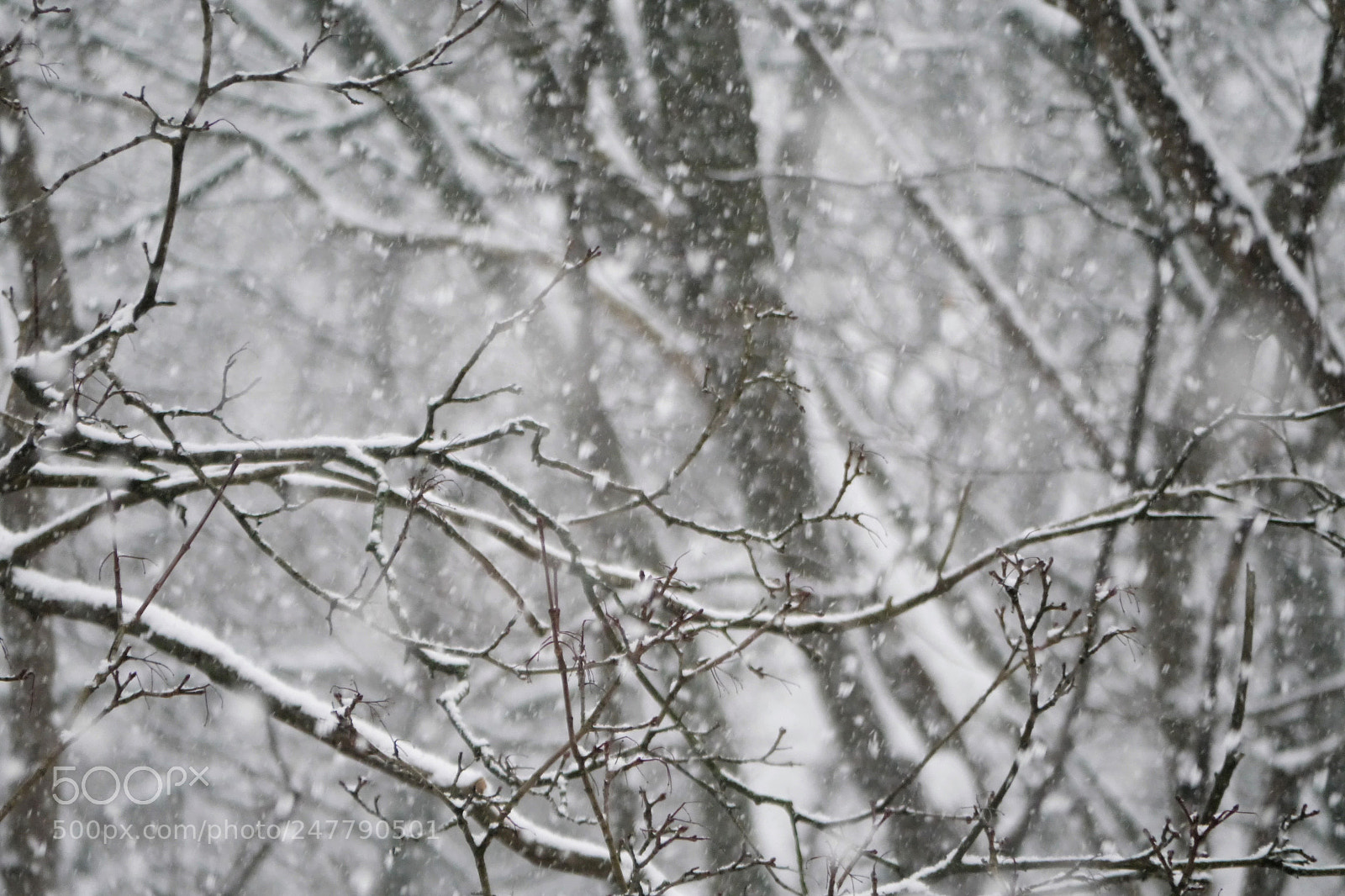 Panasonic Lumix DMC-G5 sample photo. Snowfall photography