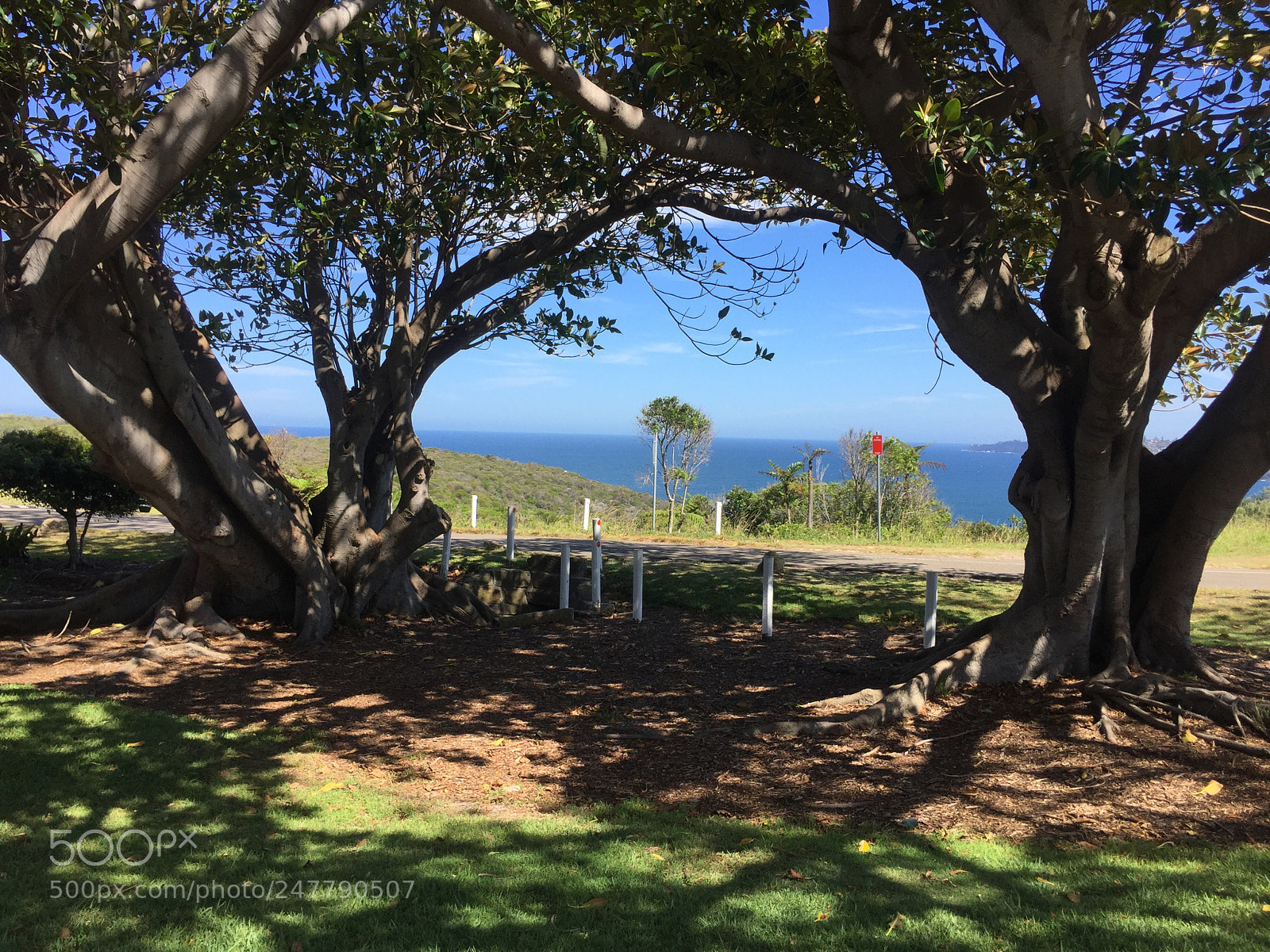 Apple iPhone 6 sample photo. North head -sydney photography