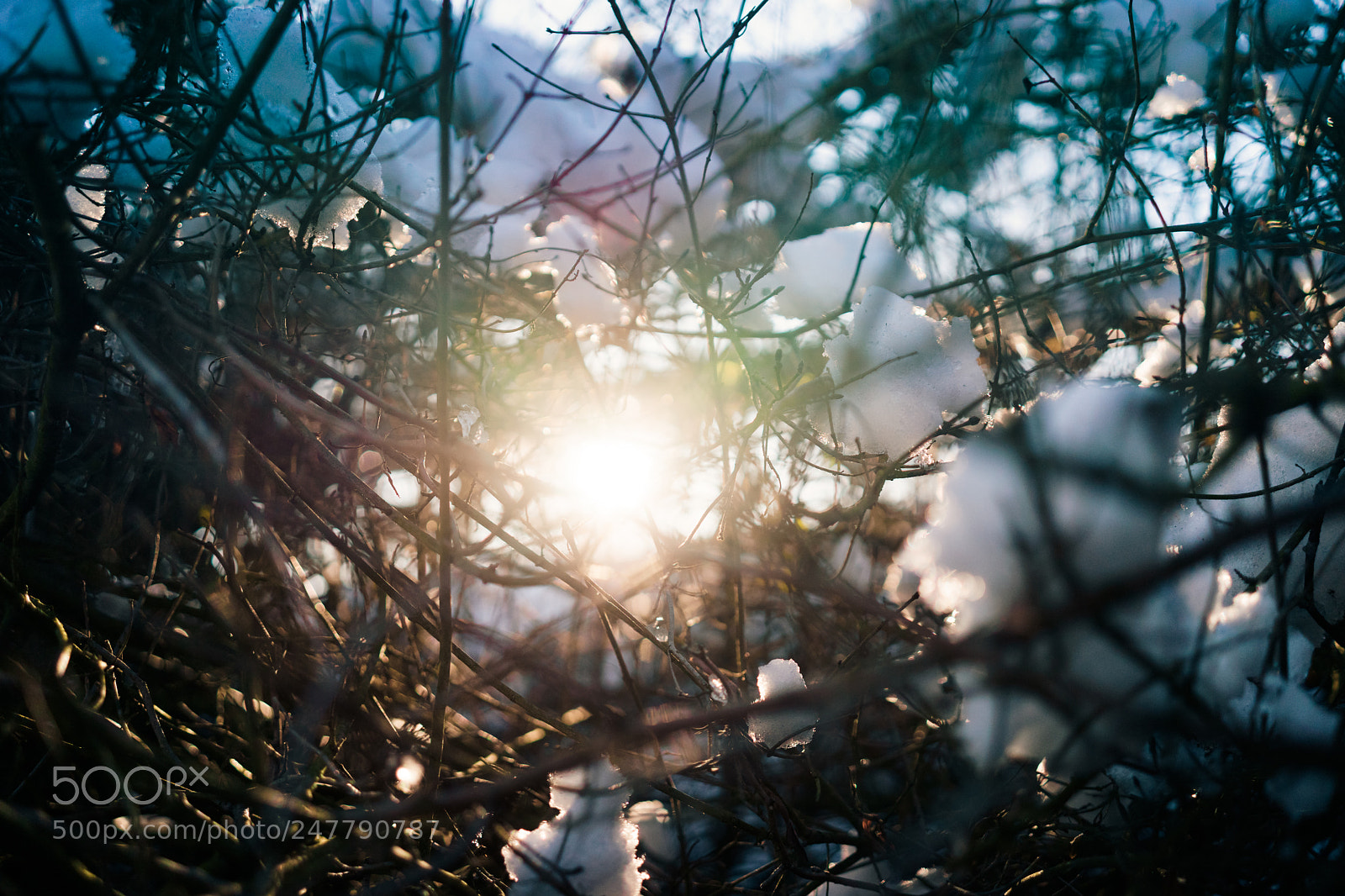 Sony a7 sample photo. Tangle photography