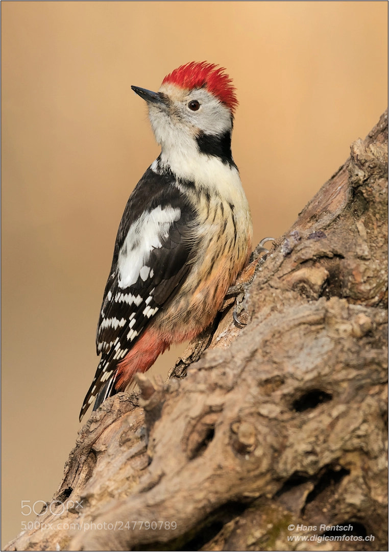 Nikon D850 sample photo. Middle spotted woodpecker photography