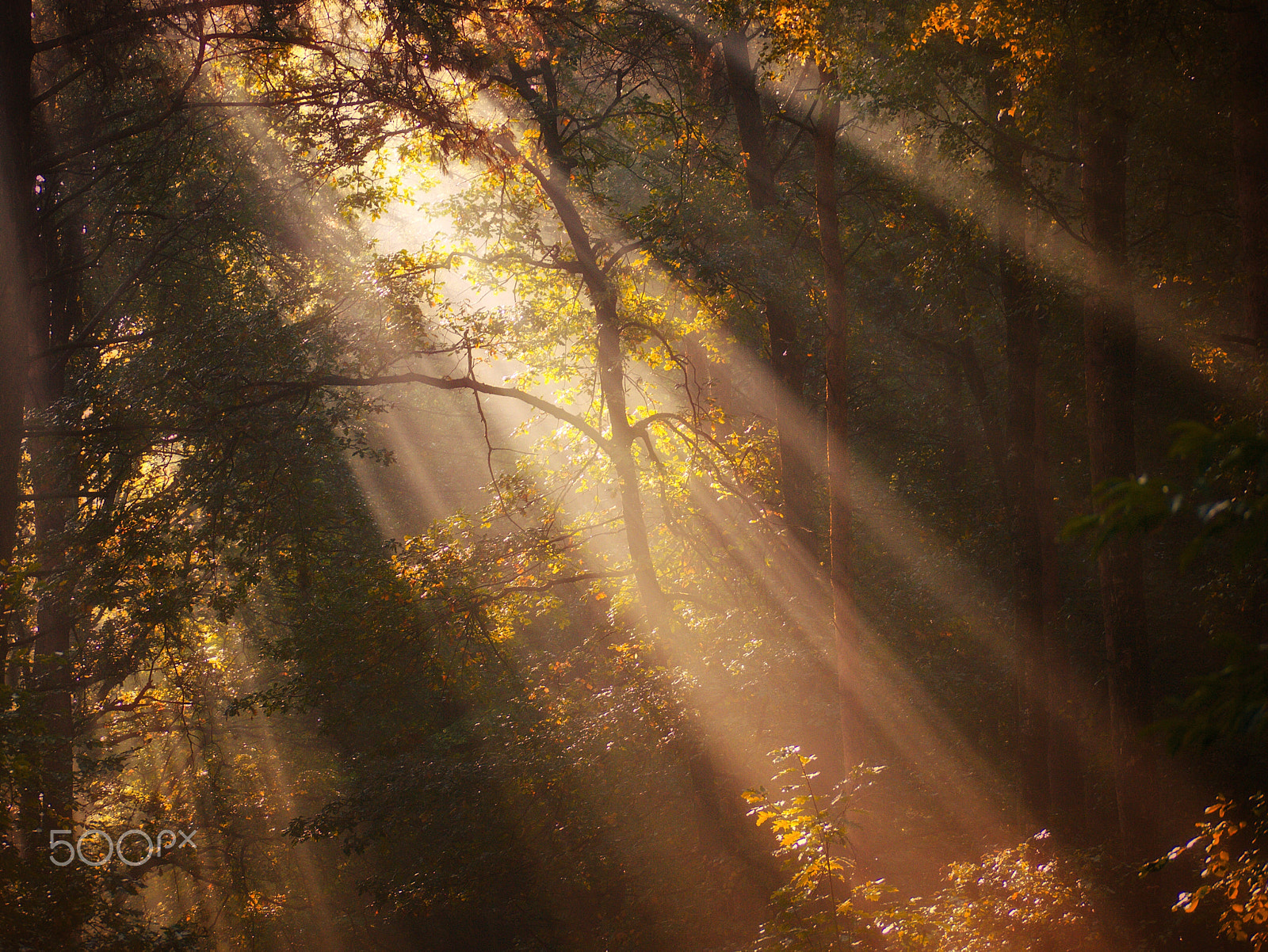 Panasonic Lumix DMC-GF1 sample photo. One more from my favorite season photography