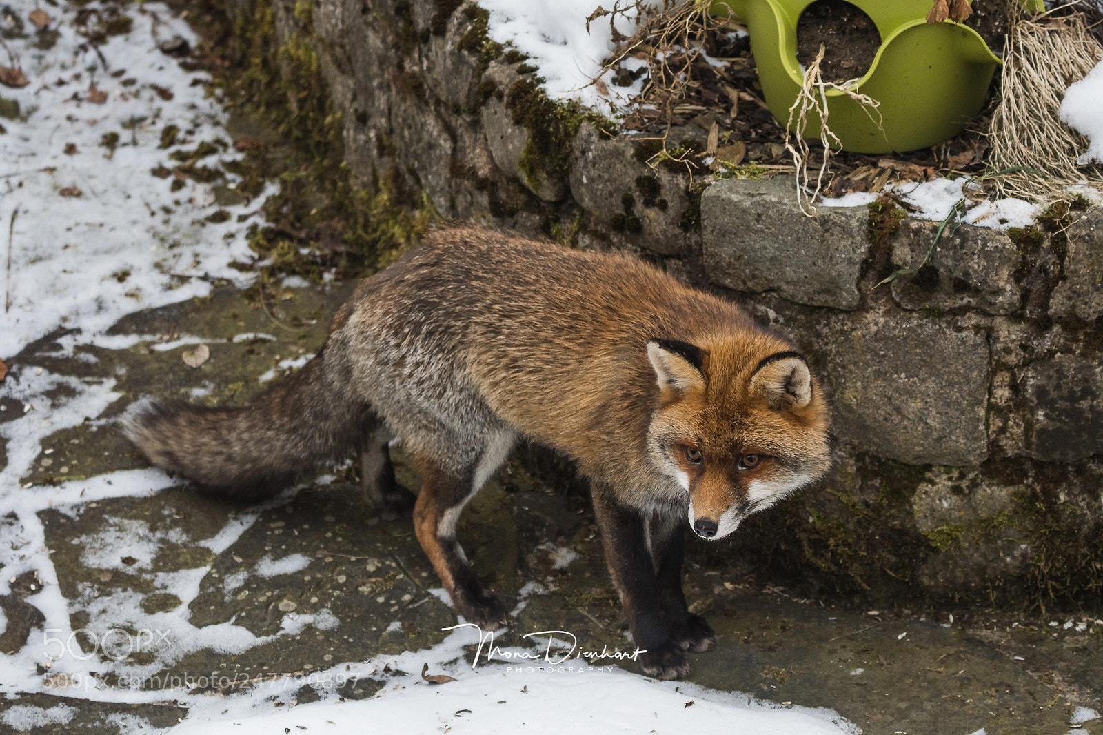 Nikon D500 sample photo. The fox in my photography