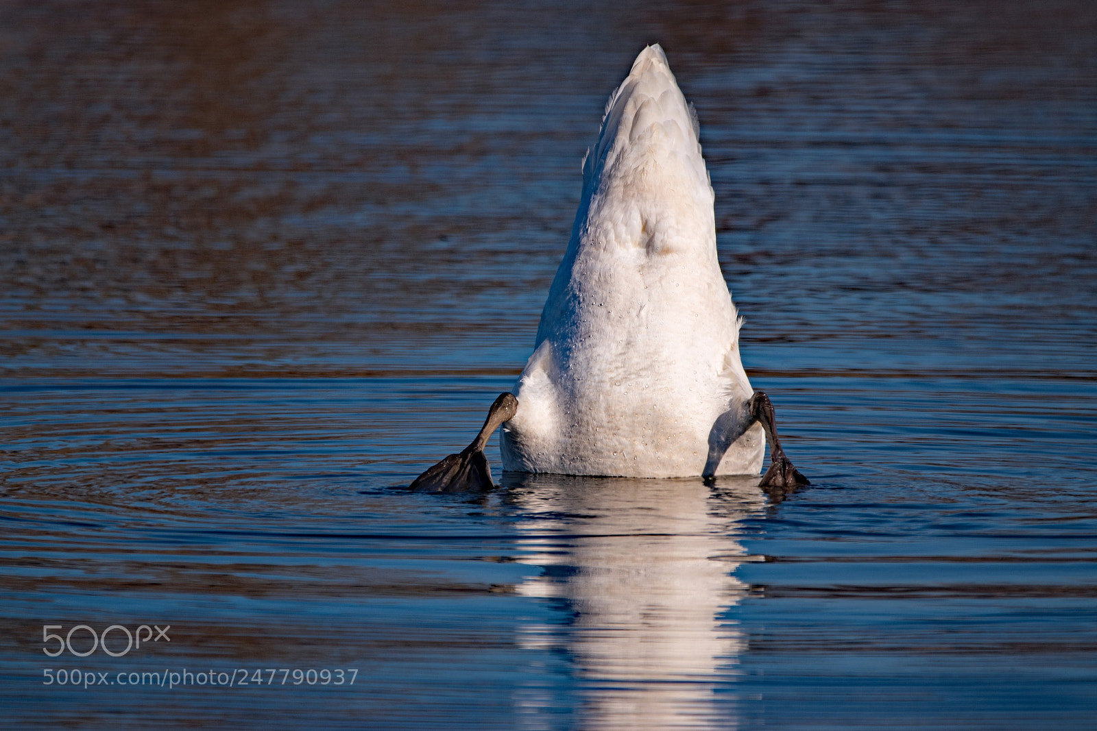 Nikon D5500 sample photo. Iceberg? photography