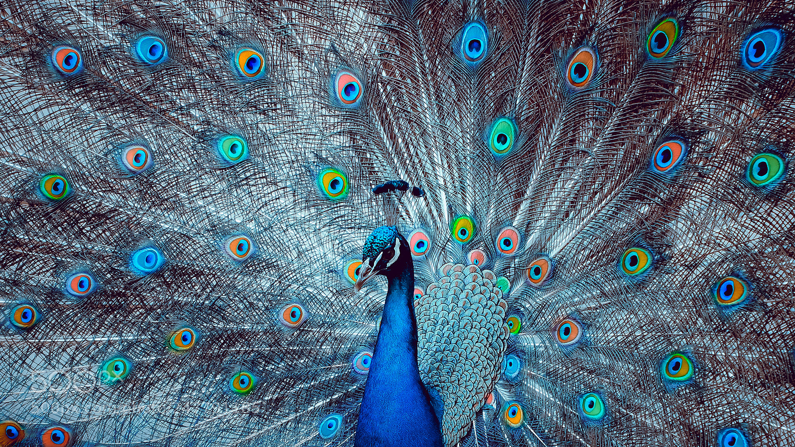 Sony SLT-A77 sample photo. Disco peacock photography