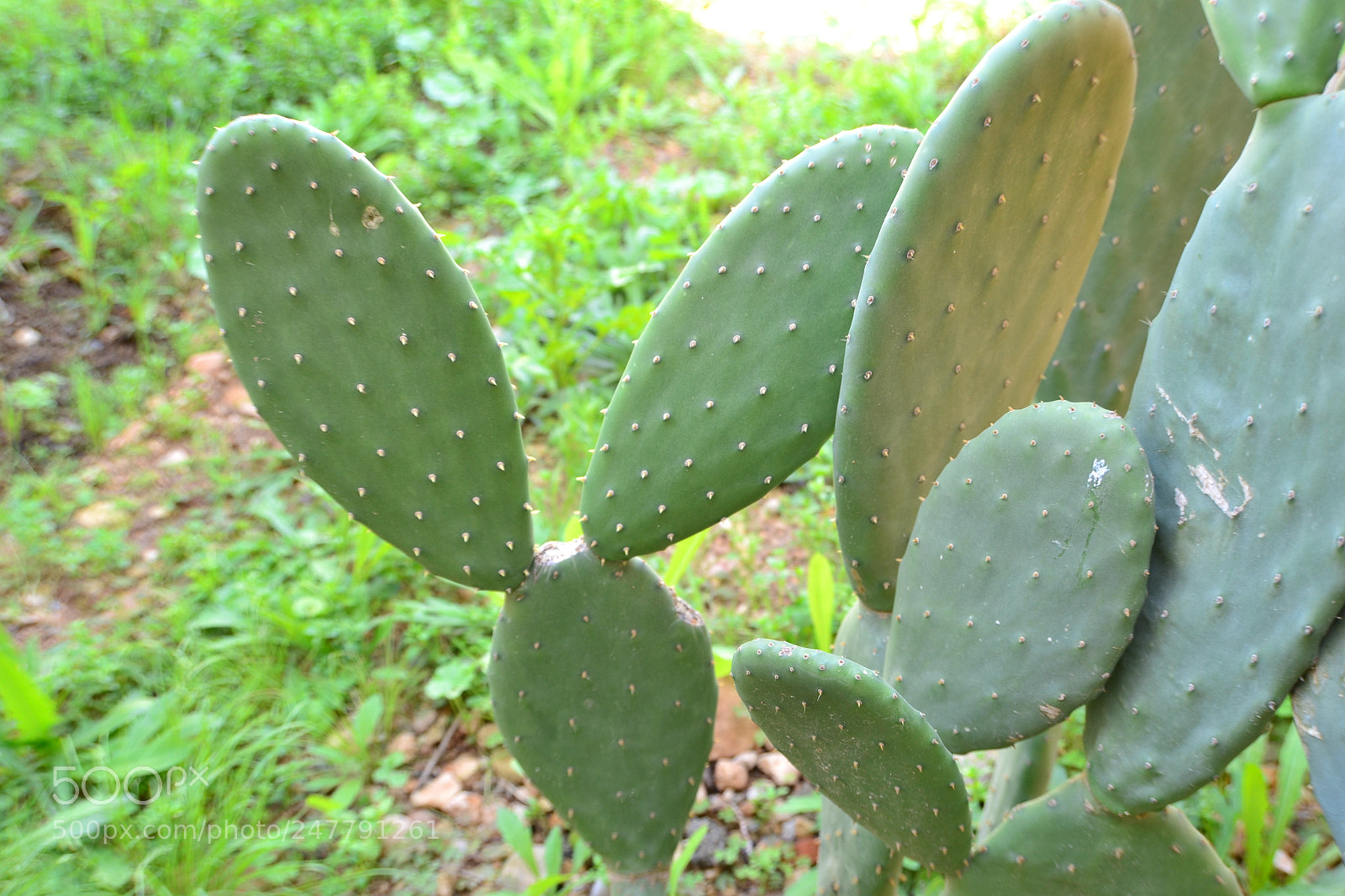 Nikon D3100 sample photo. Cactus 1 photography