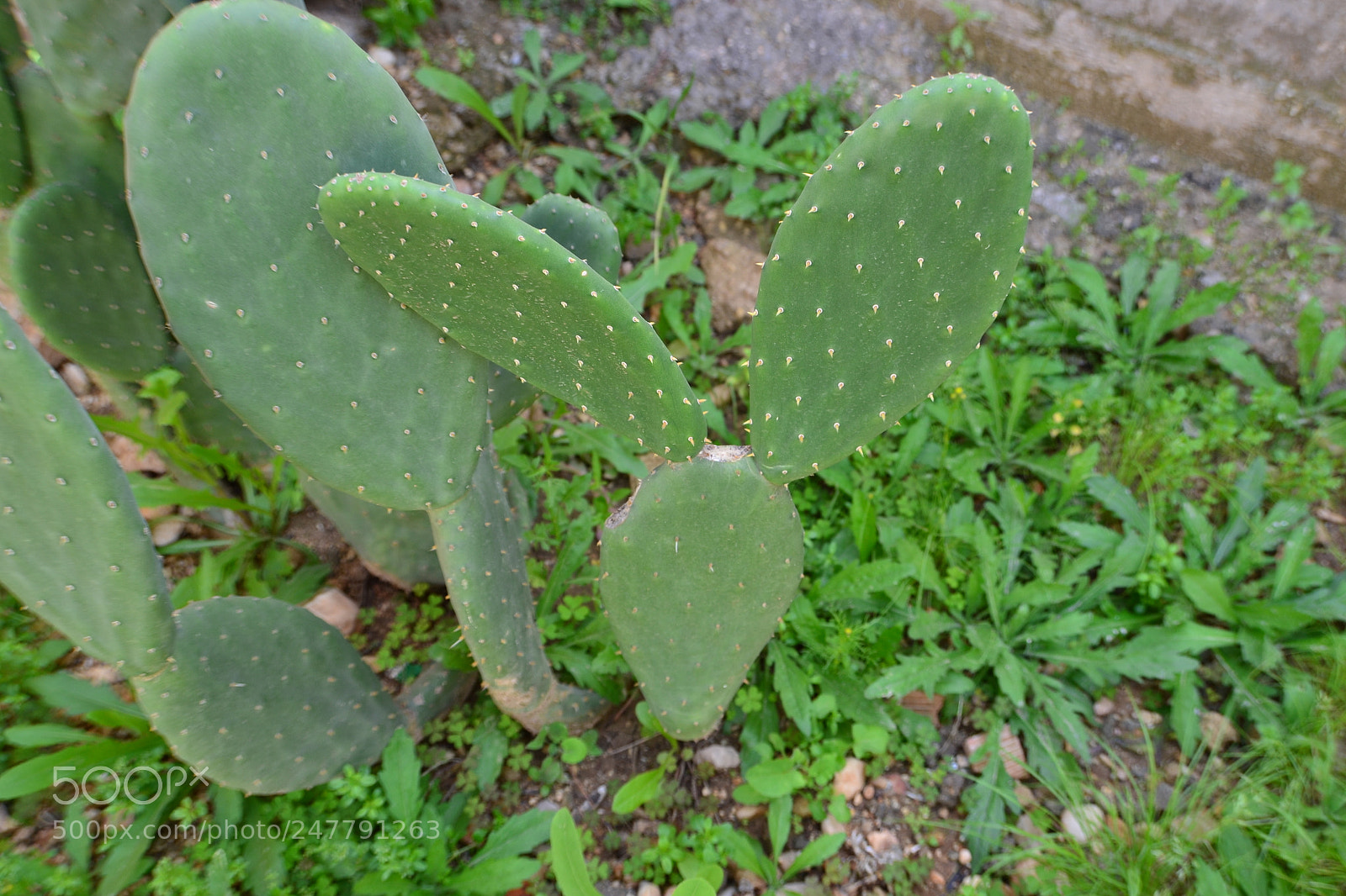 Nikon D3100 sample photo. Cactus 2 photography