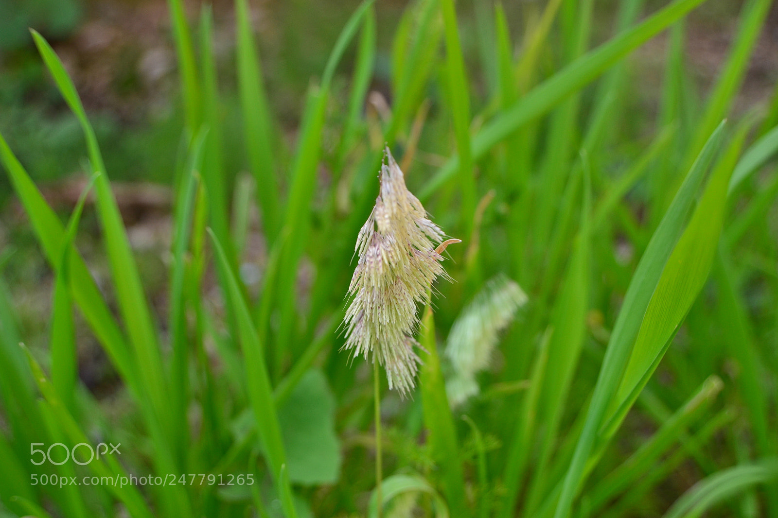 Nikon D3100 sample photo. Macro flower in grass photography
