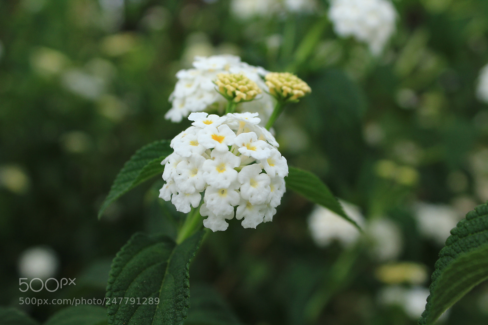 Canon EOS 1200D (EOS Rebel T5 / EOS Kiss X70 / EOS Hi) sample photo. Pure photography