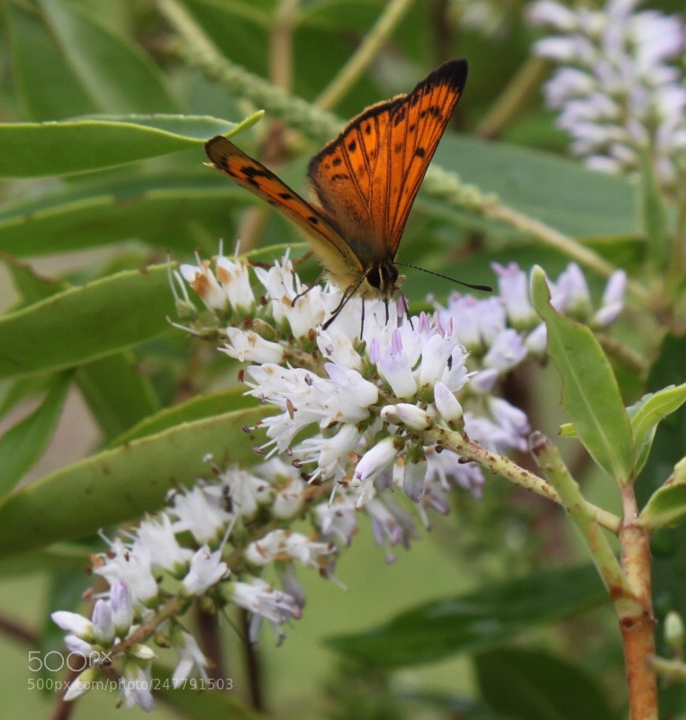 Canon EOS 500D (EOS Rebel T1i / EOS Kiss X3) sample photo. Butterfly, manukau heads, auckland photography