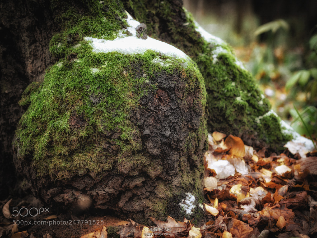 Olympus OM-D E-M1 sample photo. Stump photography