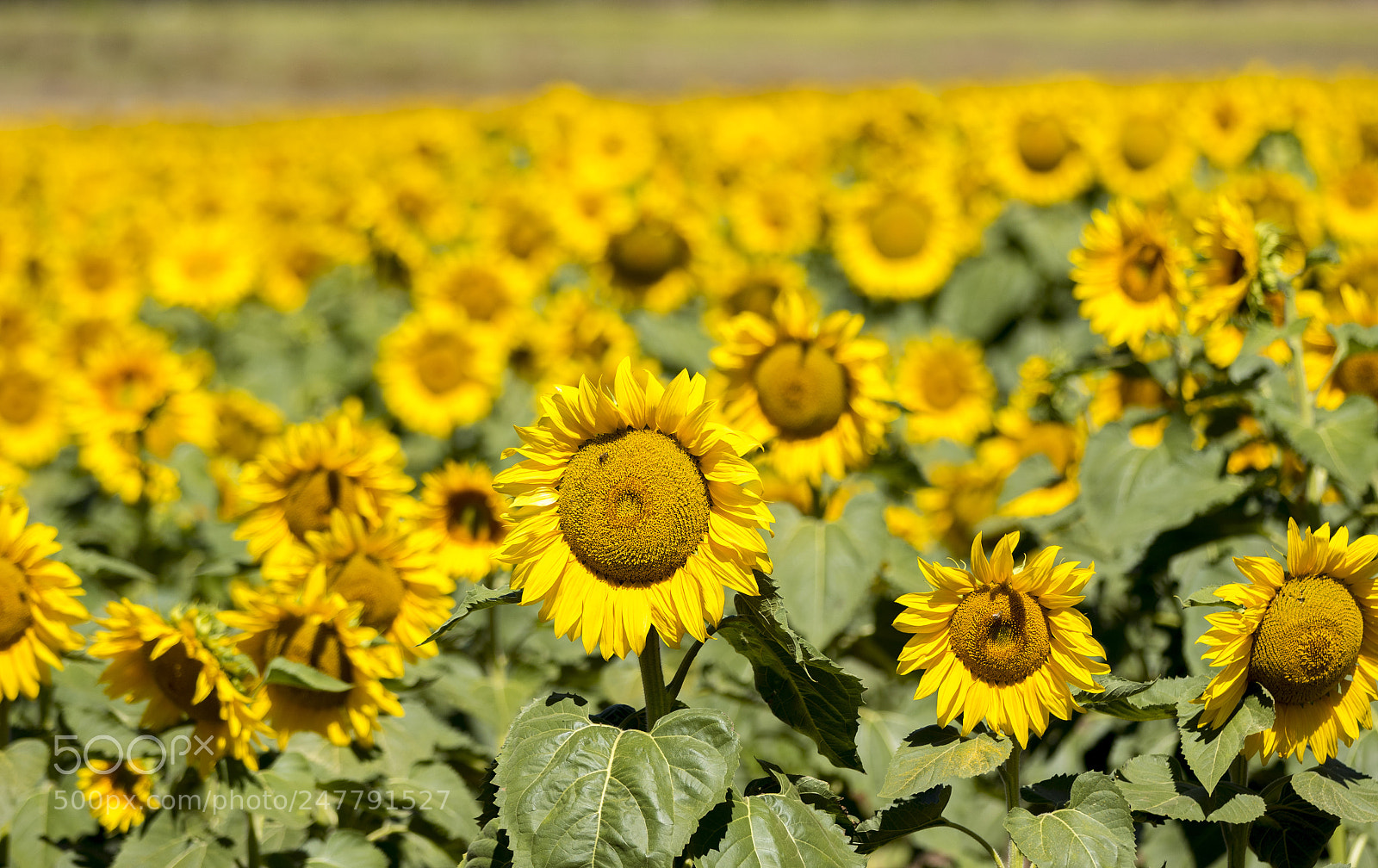 Canon EOS 7D Mark II sample photo. Sun lovers photography