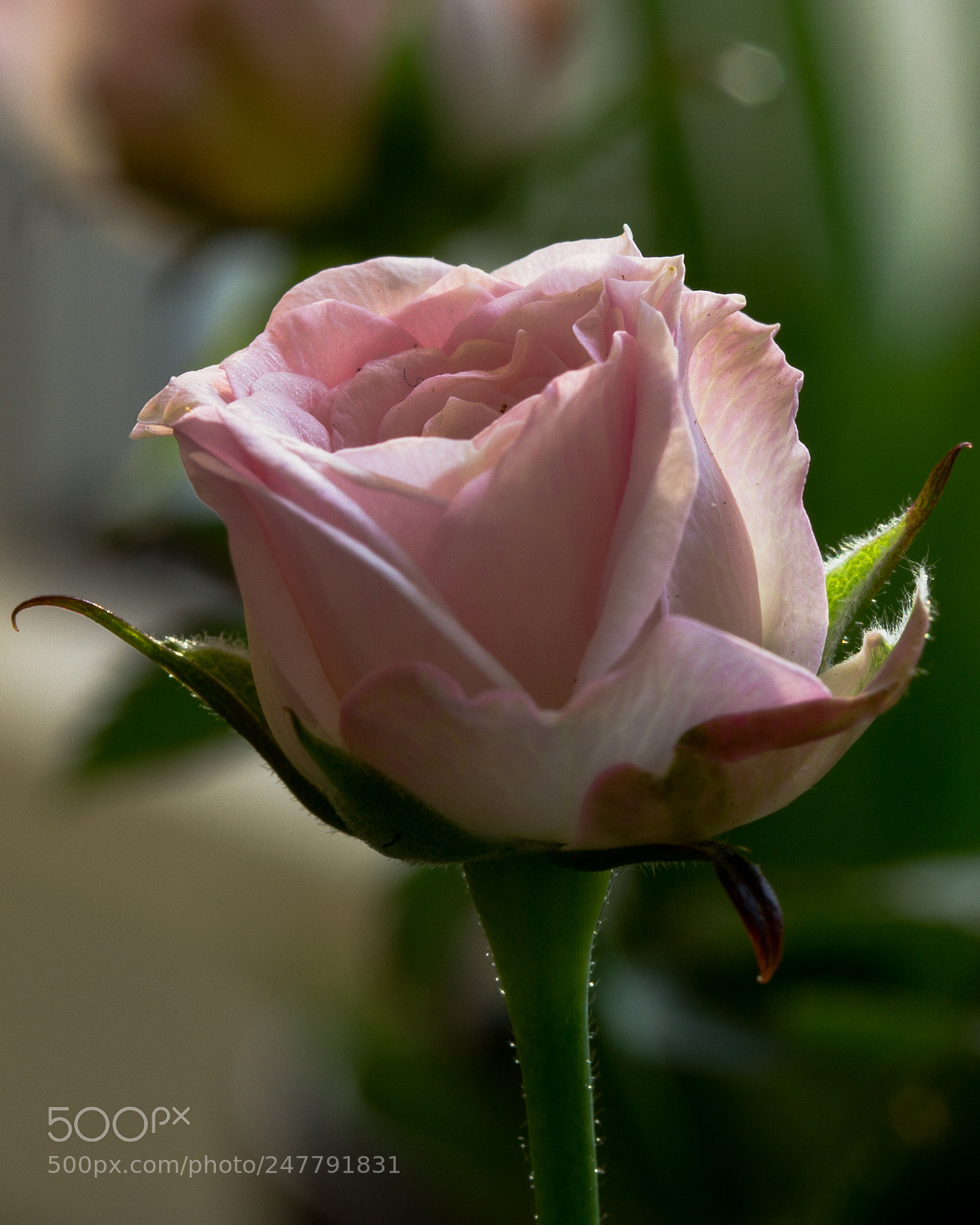 Canon EOS 60D sample photo. Tiny flower photography