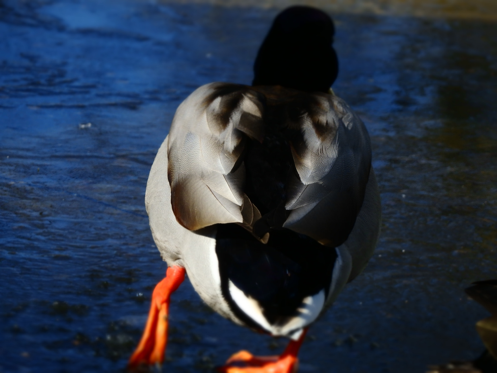 Olympus SH-2 sample photo. Duck walking photography