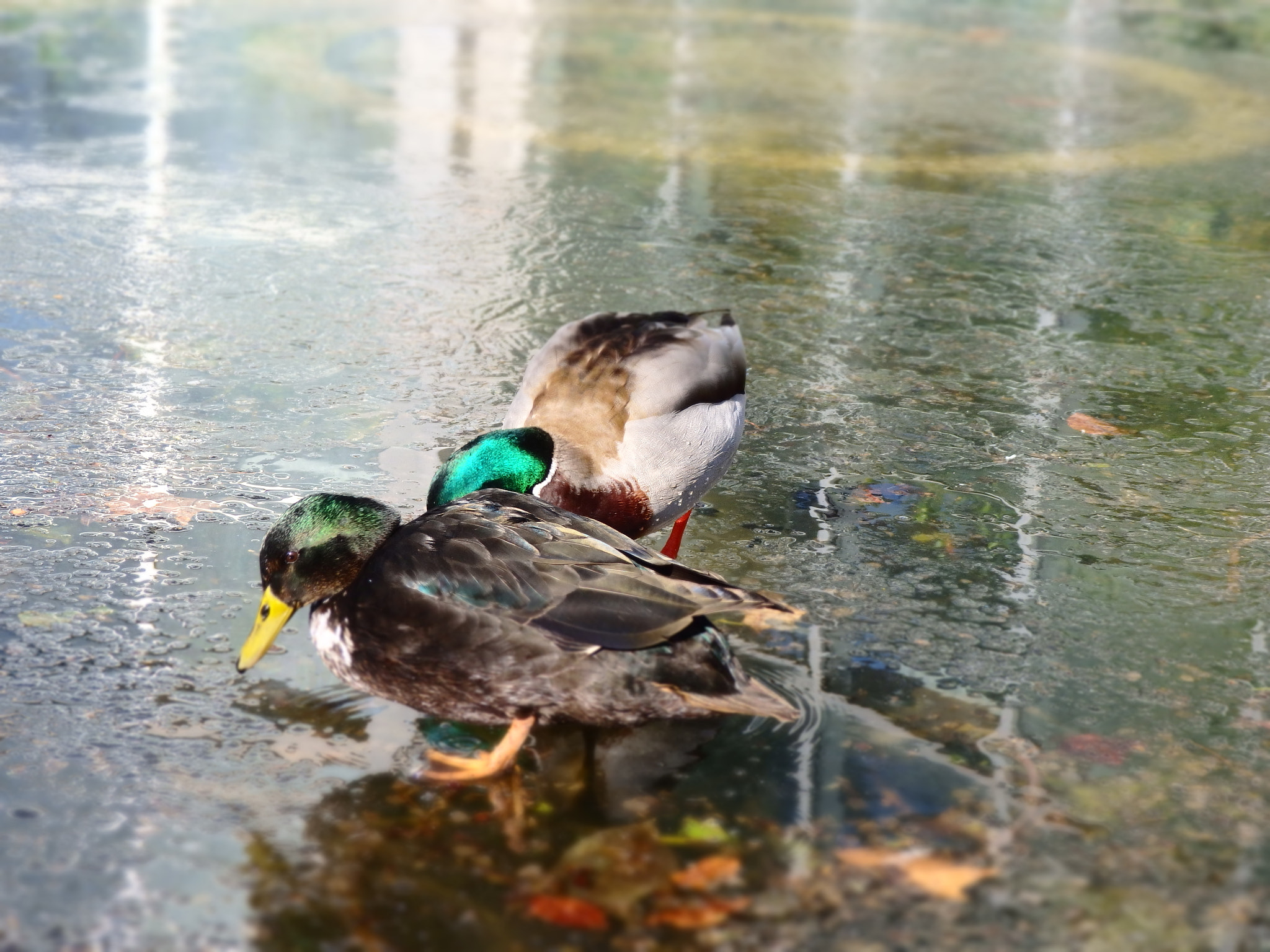 Olympus SH-2 sample photo. Two ducks chatting photography