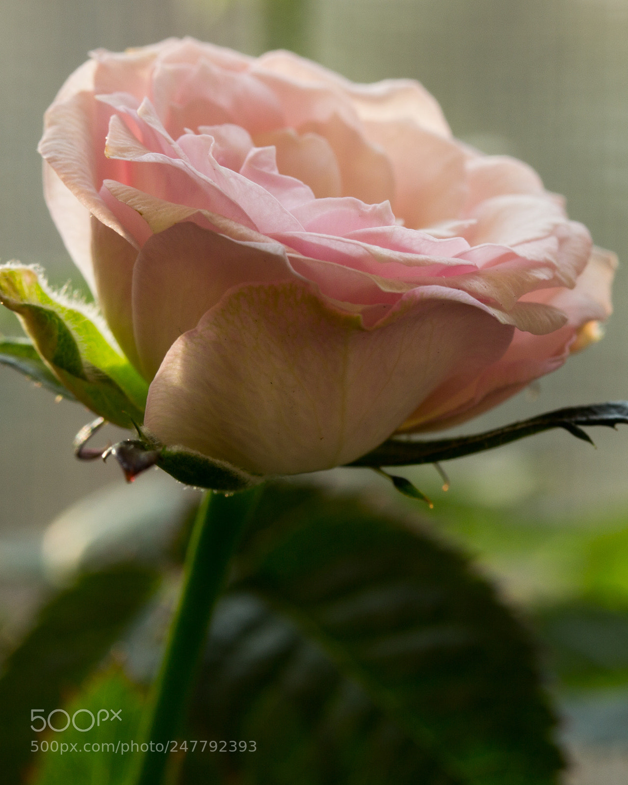 Canon EOS 60D sample photo. Untitled photography